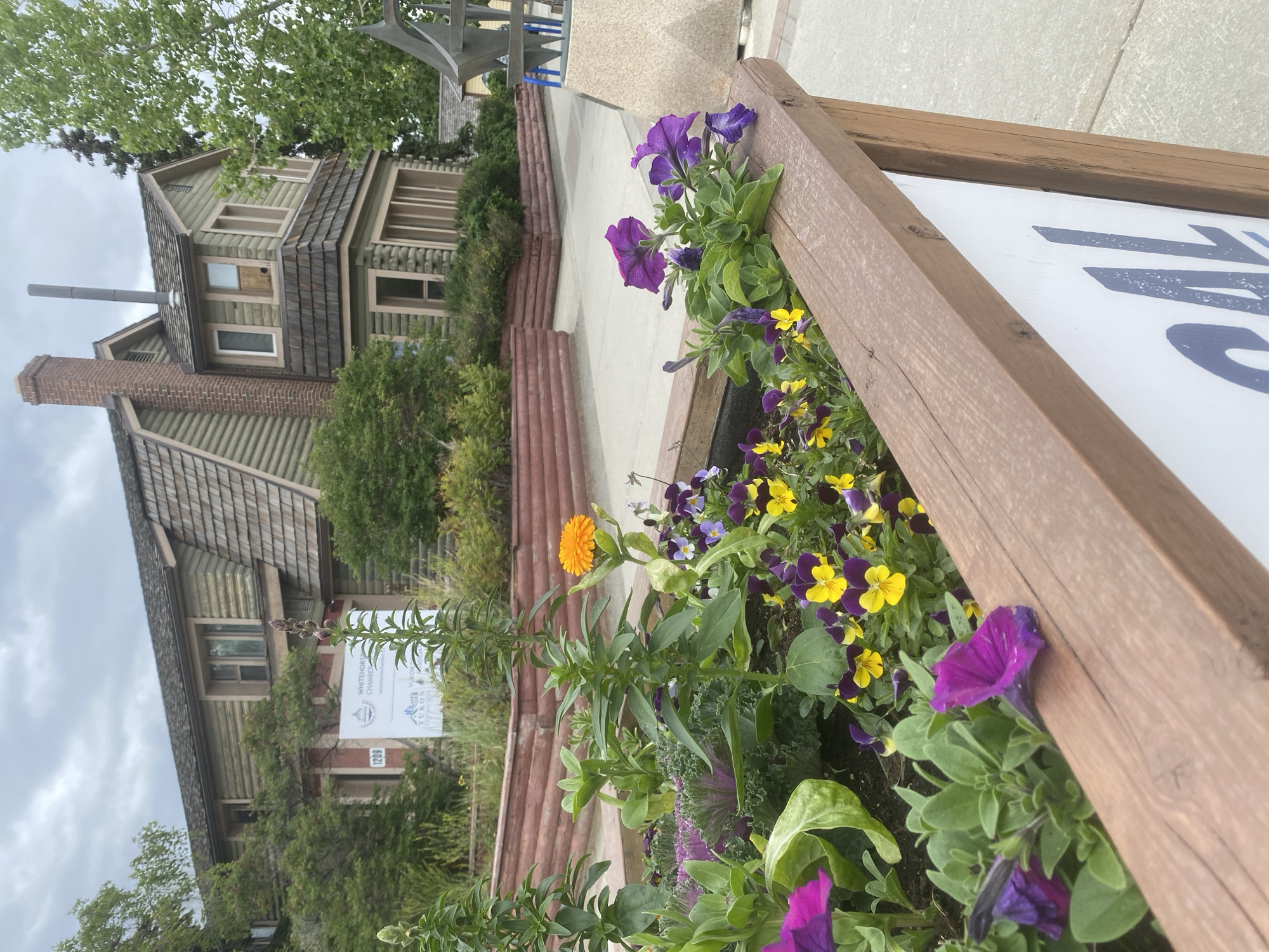 The image shows a close-up of a wooden planter box filled with colorful flowers, including purple petunias, yellow and purple pansies, and ornamental kale. Behind the planter, a light-colored sidewalk leads towards a distinctive historic building. The building, identified by a sign as the Whitehorse Chamber of Commerce at 1209 Front Street, is a two-story structure with green siding, shingled gables, and a prominent brick chimney. The architecture suggests a turn-of-the-century style. Trees and landscaping are visible around the building, and the sky is overcast. In the foreground, a portion of a white sign with dark blue lettering is visible. The overall scene is of a well-maintained outdoor space in Whitehorse, Canada.