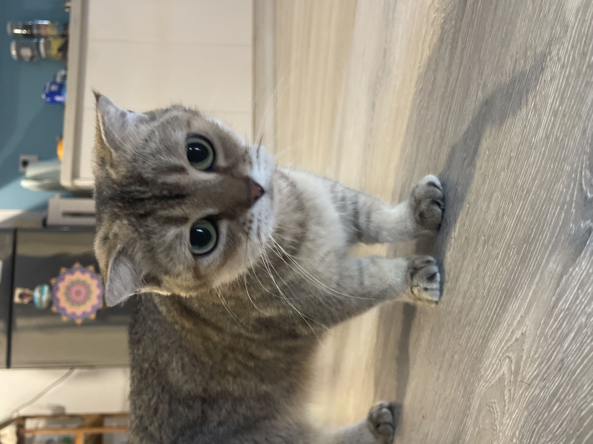 A tabby cat stands on a wooden floor, looking towards the camera. The cat has large green eyes and grey fur with darker tabby markings. In the background, a refrigerator with a colorful circular decoration is visible, as well as kitchen cabinets and shelves. The lighting is bright, suggesting an indoor environment. The scene is captured from a low angle, focusing on the cat. There is no information about the location in Nha Trang Ward, Vietnam.