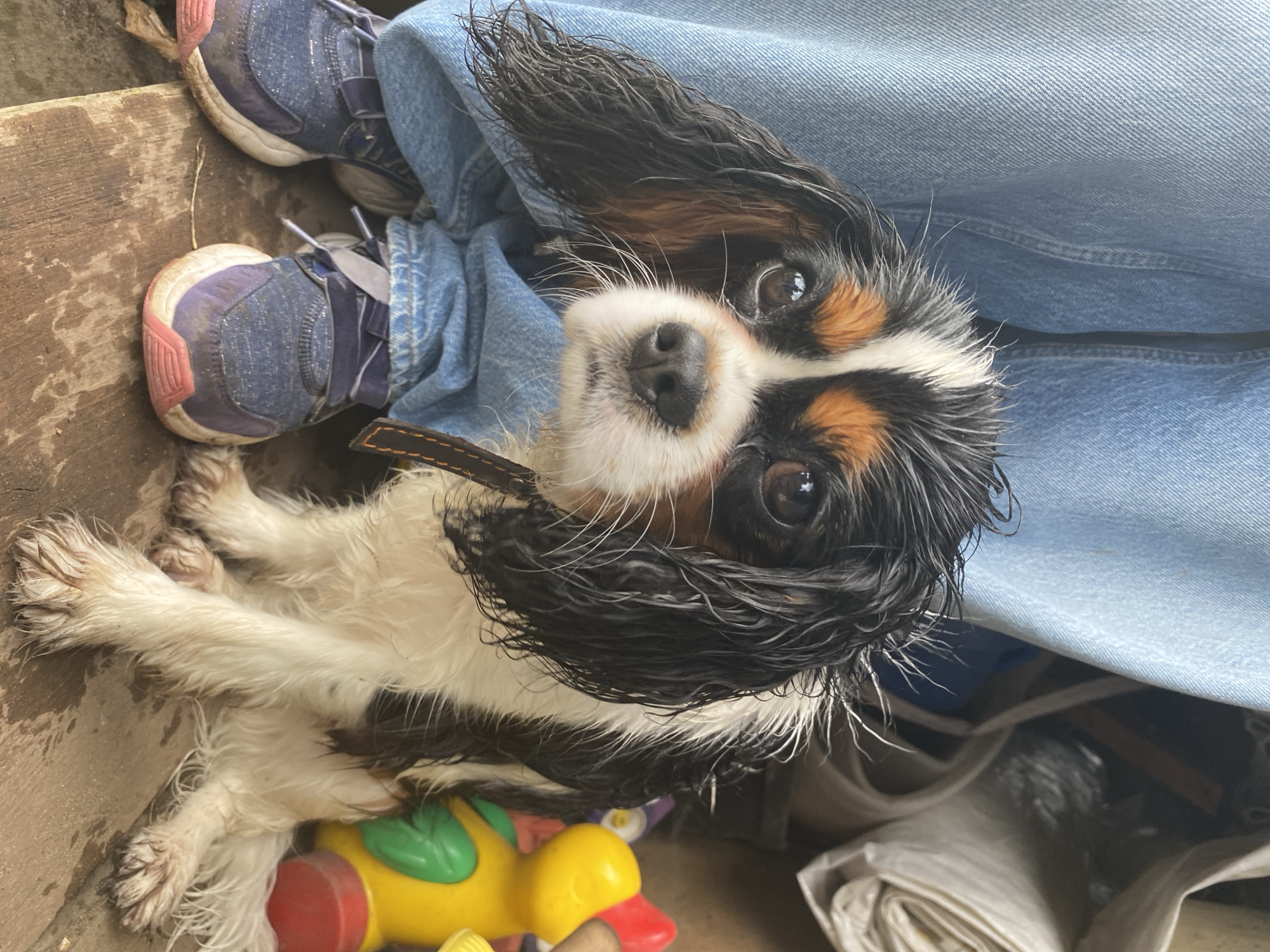 A wet, tri-colored Cavalier King Charles Spaniel is sitting on a wooden surface next to a person wearing blue jeans and sneakers. The dog has black, white, and brown fur, with its fur appearing matted and wet. The person's legs are bent, with their feet in blue and purple sneakers visible in the foreground. Behind the dog, a yellow and red toy is visible, along with some rolled-up material. The environment appears to be outdoors, possibly in a yard or storage area, with a slightly rough, unkempt look. There is no specific indication of the location being in Votkinsk, Russia.