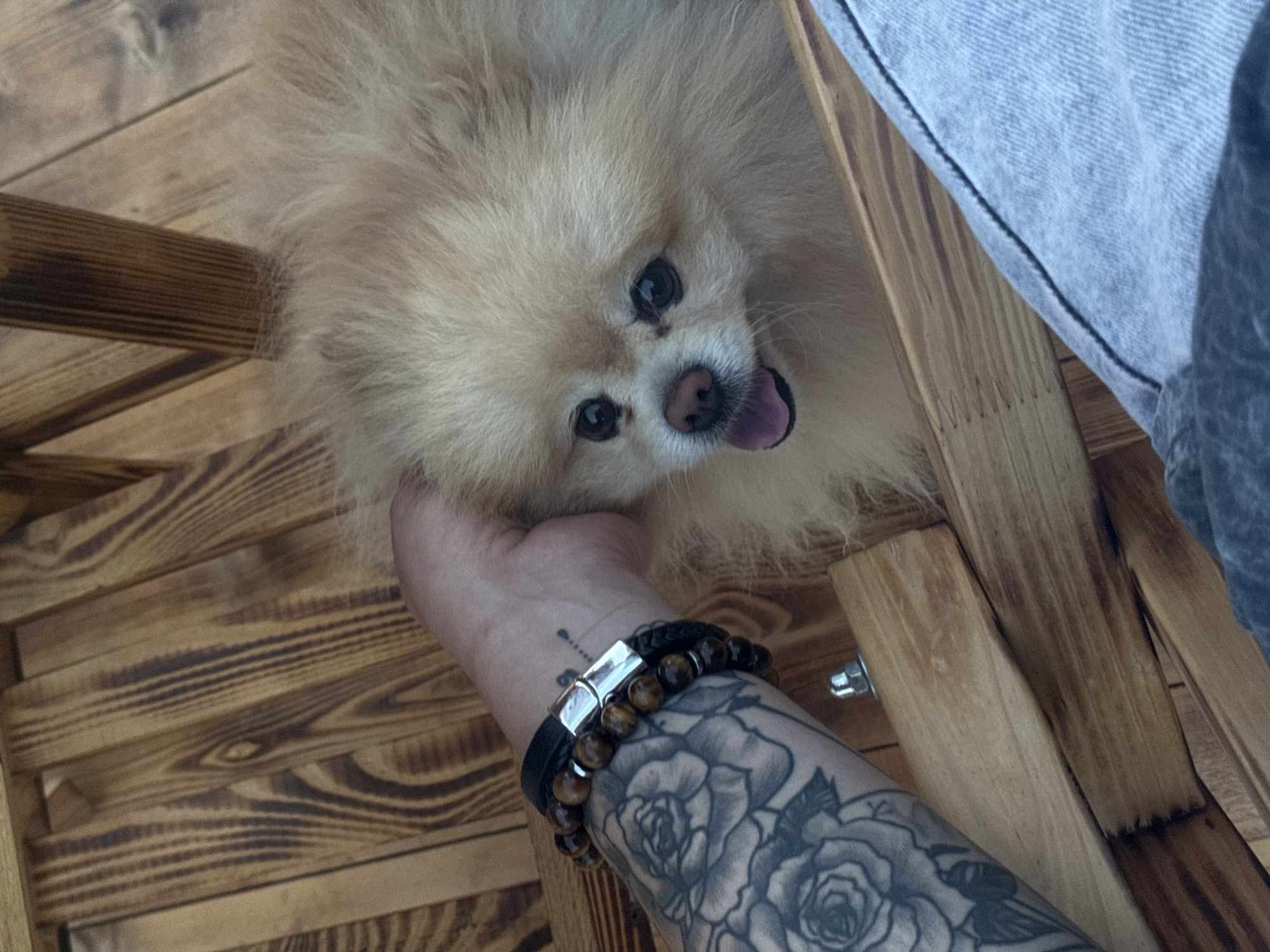 A person's arm, adorned with a rose tattoo and a beaded bracelet, is extended towards a fluffy, light-colored Pomeranian dog. The dog is looking up at the hand, its tongue slightly out and mouth open. Both are situated on a wooden surface, likely part of a bench or seating area, with the grain of the wood clearly visible. The background consists of more of the same wooden structure, suggesting an outdoor setting. The overall scene is casual and intimate, capturing a moment of interaction between a person and their pet. This photograph was taken in Русская Борковка, Russia.