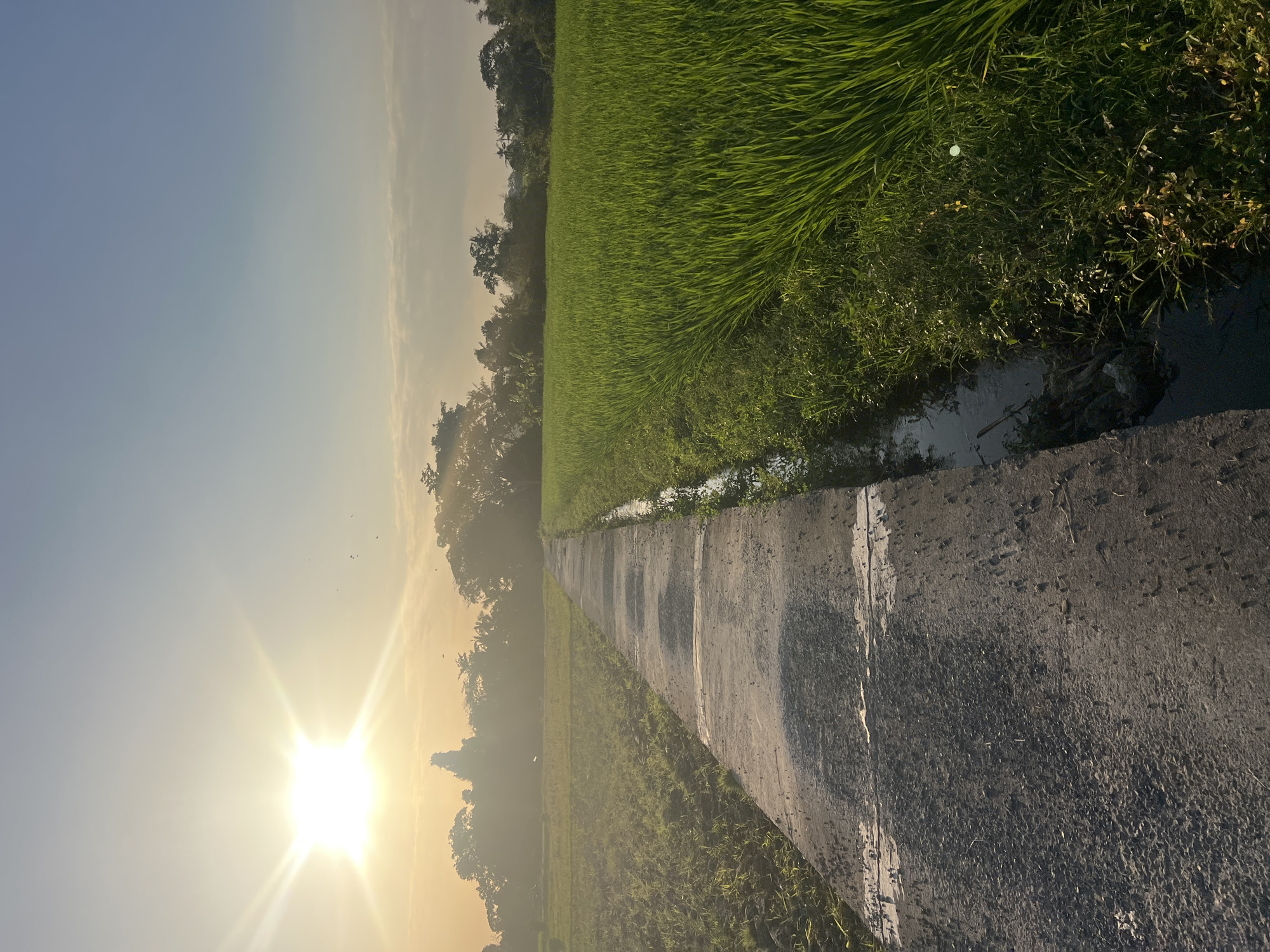 This image depicts a rural scene in Kediri, Indonesia, featuring a concrete pathway running through lush green rice paddies under a bright sun. The sun, positioned in the upper left quadrant, casts a strong glare and creates lens flare. The pathway is textured with visible aggregate and appears weathered, with some darker, wet patches. To the right of the path, a narrow irrigation ditch with murky water is visible, bordered by dense green grass. Beyond the ditch, the rice field stretches out, showing rows of vibrant green rice stalks. The left side of the pathway shows another area of the rice field, which appears less densely planted and possibly in an earlier stage of growth, with some bare earth showing. In the background, a line of trees and foliage forms a natural horizon, silhouetted against the bright sky. The sky itself is a gradient of pale blue, transitioning to a hazy yellow near the sun, with a few small, dark shapes that could be birds in flight. The overall impression is one of a tranquil agricultural landscape at sunrise or sunset.