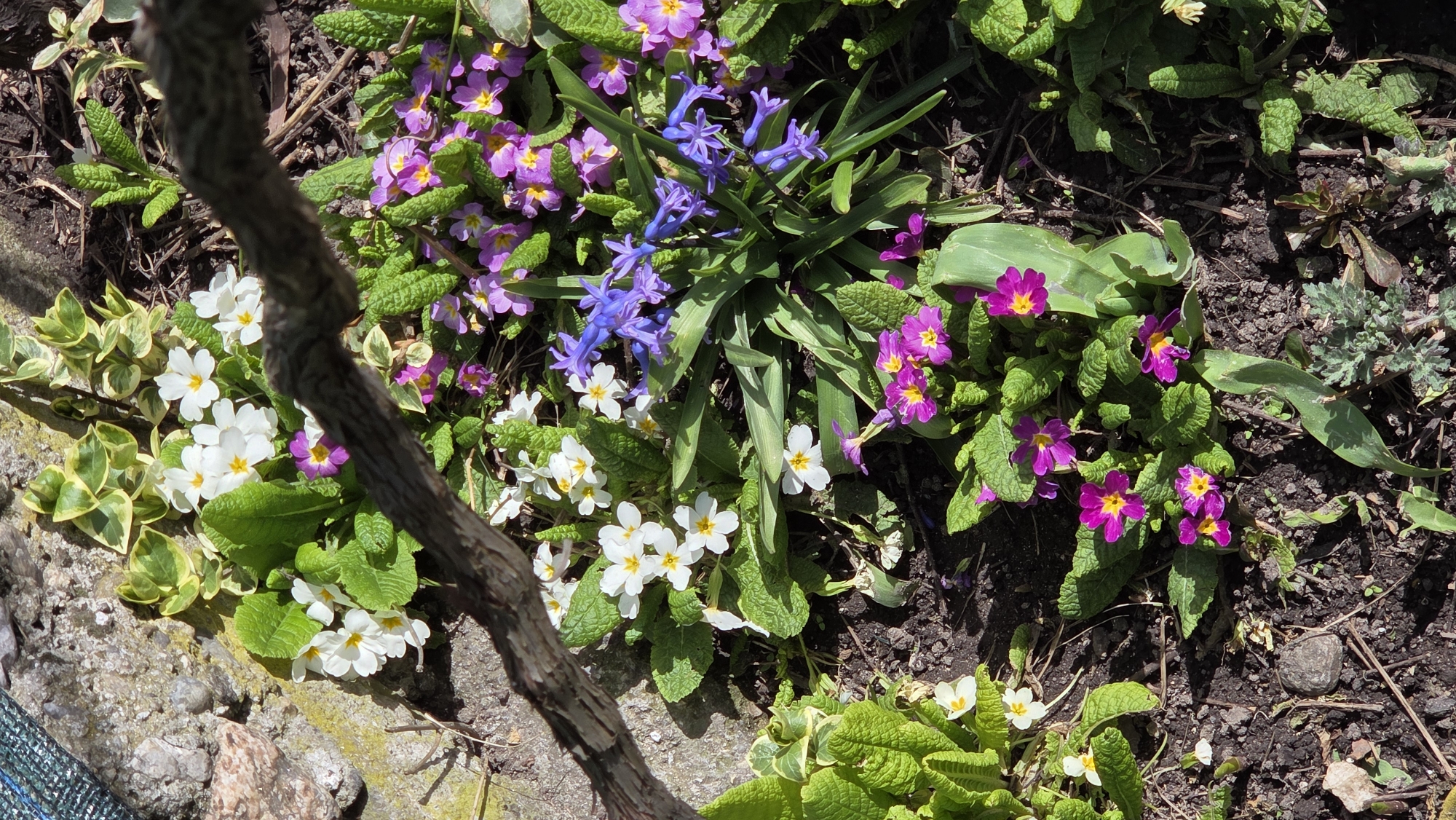 The image shows a close-up of a flowerbed in Bania, Bulgaria. It features a variety of flowers in bloom, including purple, pink, and white primroses, and blue scilla flowers. The flowers are surrounded by green leaves and some bare soil. A textured tree branch obscures part of the lower left foreground of the scene. A gray concrete slab is visible in the lower left corner. The ground is covered in a mix of soil, small rocks, and decaying plant material. The light suggests it is daytime with dappled sunlight.