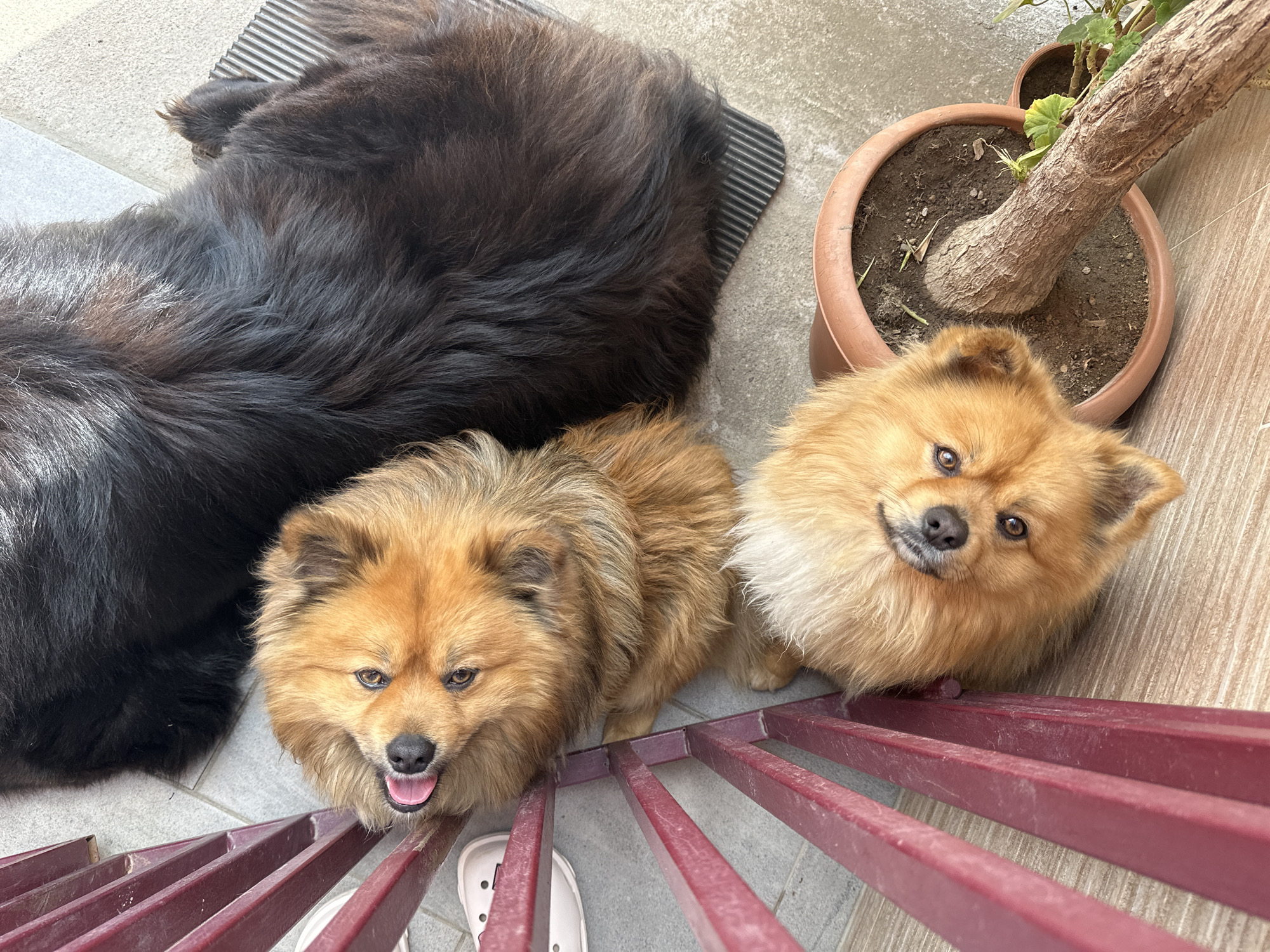 A high-angle, outdoor shot depicts three dogs, two of which are brown and tan Pomeranians. One Pomeranian is to the right, by a potted plant. The other Pomeranian is at the bottom left, near a red metal railing and a foot wearing a white Croc. A larger, black Chow Chow is partially visible in the upper left corner, lying on a black mat. The location is near Manole, Bulgaria. The ground is tiled.