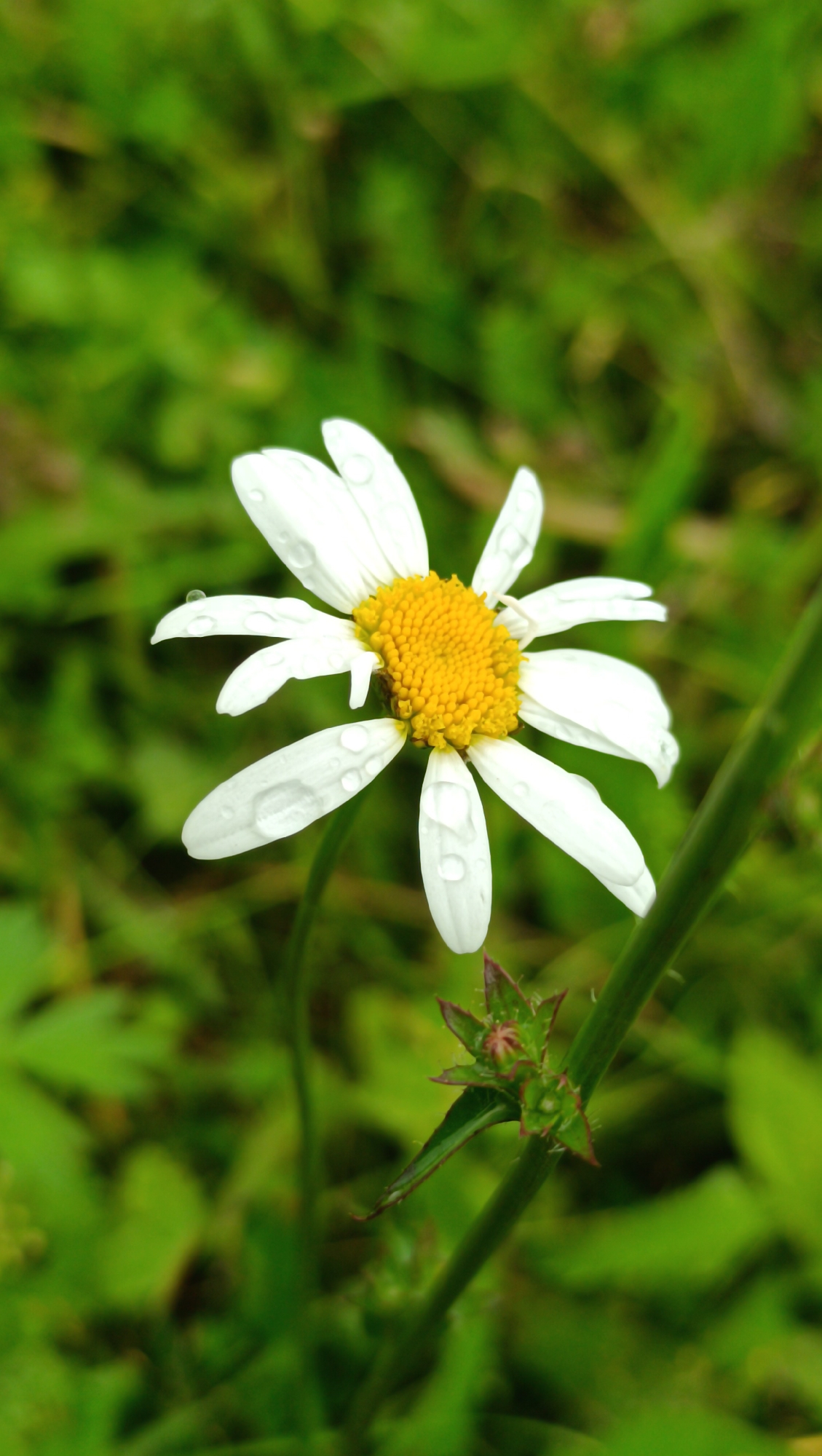 A close-up, vertical shot shows a white daisy with a yellow center, dotted with water droplets, against a blurred green background of grass. The daisy is in the foreground and slightly off-center to the left. A green stem with a small, spiky bud is visible to the right of the daisy. The image does not depict the city of Karsha, Russia.