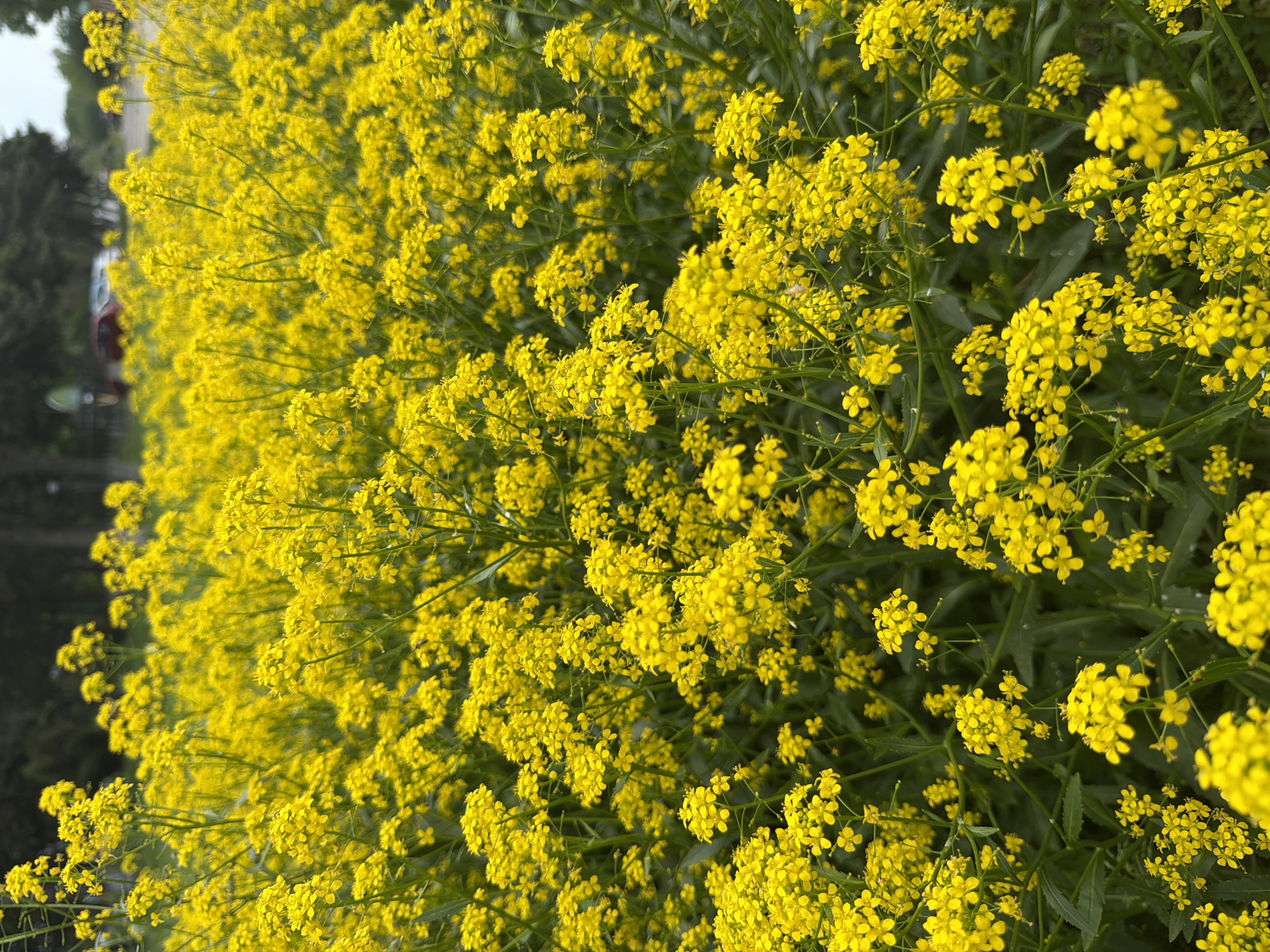 A dense cluster of bright yellow flowers fills the majority of the frame, possibly rapeseed or mustard plants. Green stems and leaves are visible amidst the flowers. In the background, out of focus, are trees and a blurry red object, possibly a car. The image is rotated 90 degrees counterclockwise. The location is Leningradskaya, Russia.
