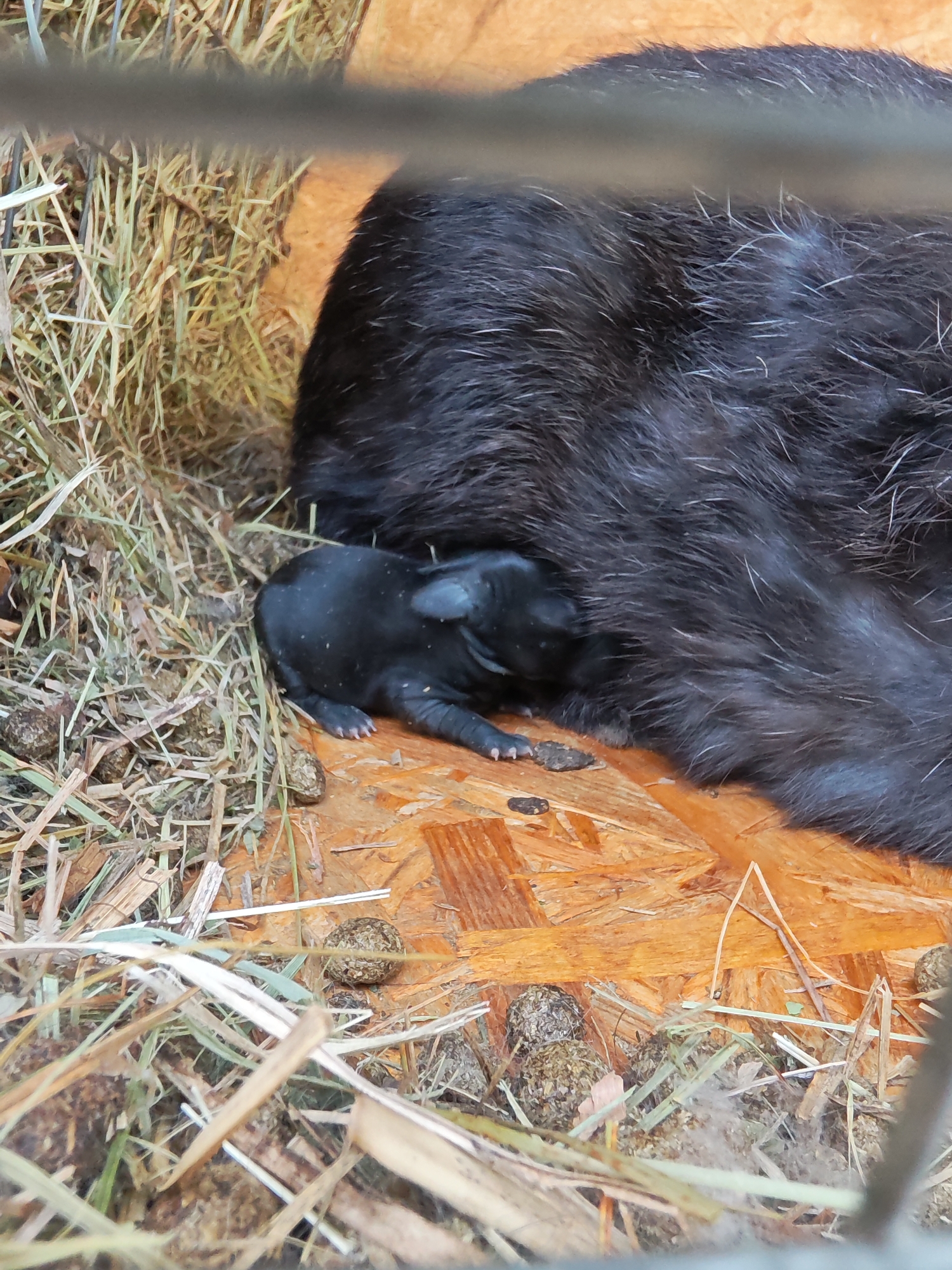 The image presents a close-up view within an animal enclosure, likely a rabbit hutch or cage, in Bronnitsy, Russia. The central subjects are a large, black, furry adult rabbit and a very small, black, hairless newborn rabbit kit. The adult's fur is dense and dark, with individual white guard hairs visible, particularly on its back. The kit is tiny, appearing to have soft, dark skin with very sparse or no fur, and small, distinct claws visible on its paws. It is nestled closely against the adult's side, suggesting it is seeking warmth and comfort from its parent.
The immediate surroundings consist of a bed of dry hay or straw on the left side of the frame, transitioning to a light brown, possibly plywood or particle board, surface on the right. Scattered across both the hay and the wooden surface are numerous small, dark, spherical droppings, consistent with rabbit pellets. A blurred horizontal metal bar or wire crosses the mid-upper portion of the image, indicating the boundaries of an enclosure.
The scene captures a moment of new life and parental care, with the vulnerable kit dependent on the larger rabbit. There is no visible text in the image. The time of day and specific weather conditions cannot be determined from the visual information, but the setting appears to be sheltered.