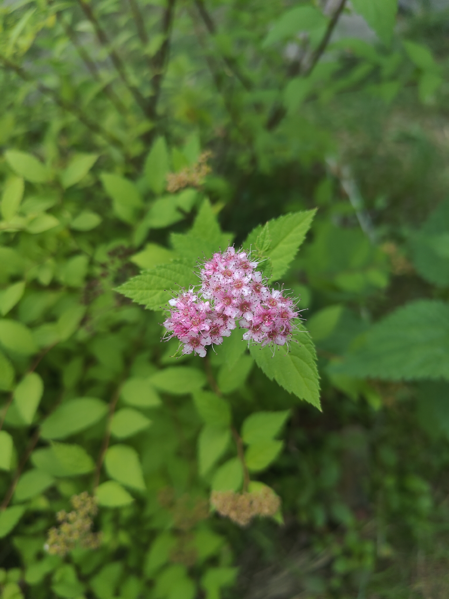 A close-up, high-angle shot captures a cluster of small, delicate pink flowers with prominent white stamens. The flowers are surrounded by vibrant green foliage, some of which is in focus while the background is blurred. A few of the leaves are in sharp focus and have serrated edges. The lighting is natural, suggesting an outdoor setting during the day. The image does not provide any information about the location within the city of Unknown, Unknown, nor does it depict any people, actions, or interactions. The scene is purely botanical.