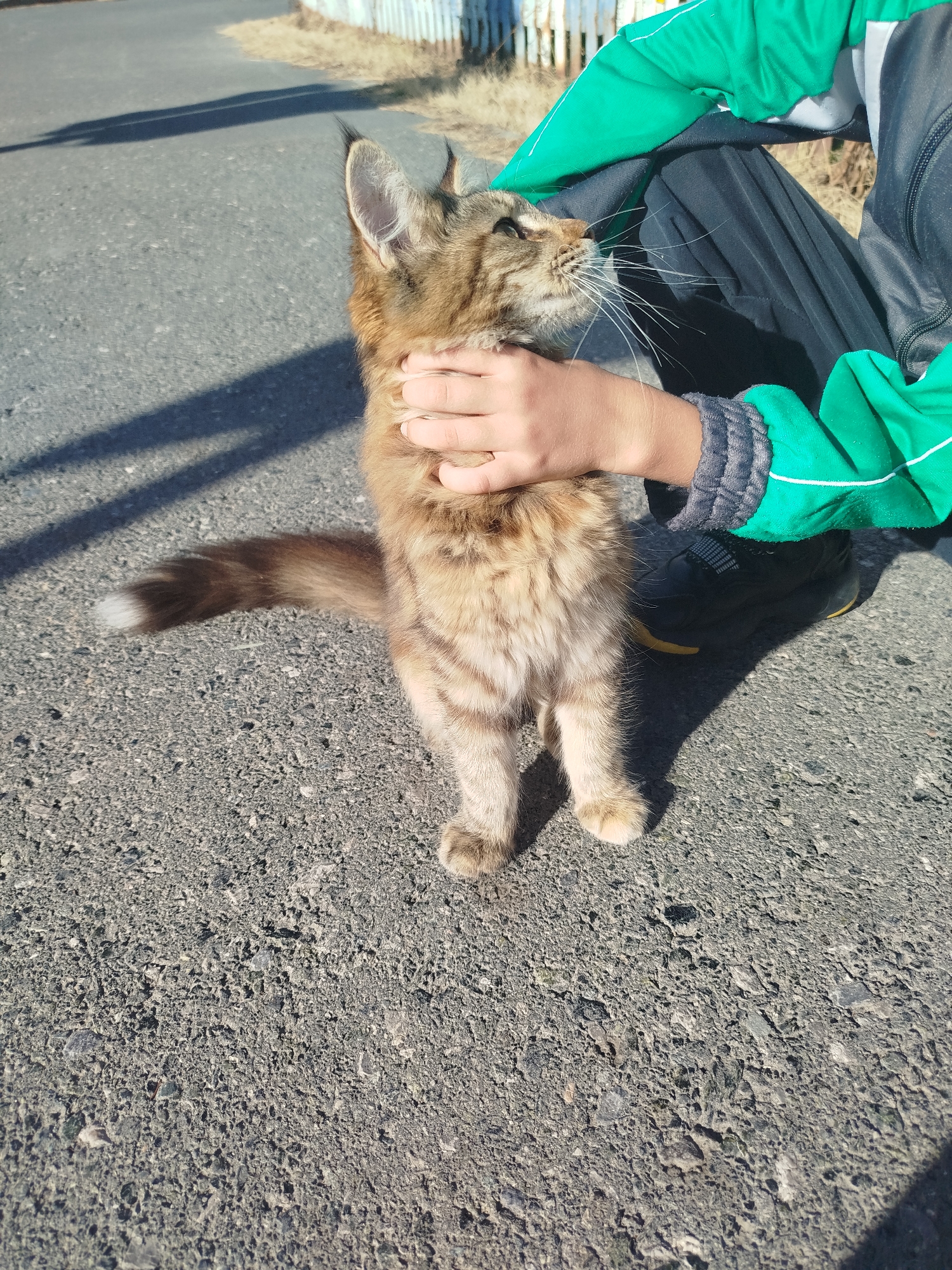 A medium shot captures a young person crouching on an asphalt road, petting a medium-haired tabby cat. The person is wearing a green and black jacket and black pants. The cat, positioned centrally, is looking up and to the right, with its front paws on the ground and its tail extended behind it. A white tip is visible on the cat's tail. The road is bordered by dry grass and a white picket fence in the background. The lighting suggests a sunny day, casting shadows on the road. The scene appears to be in an outdoor, possibly residential, setting within Zavodoukovsk, Russia, given the asphalt road and picket fence which are common features in such locations.