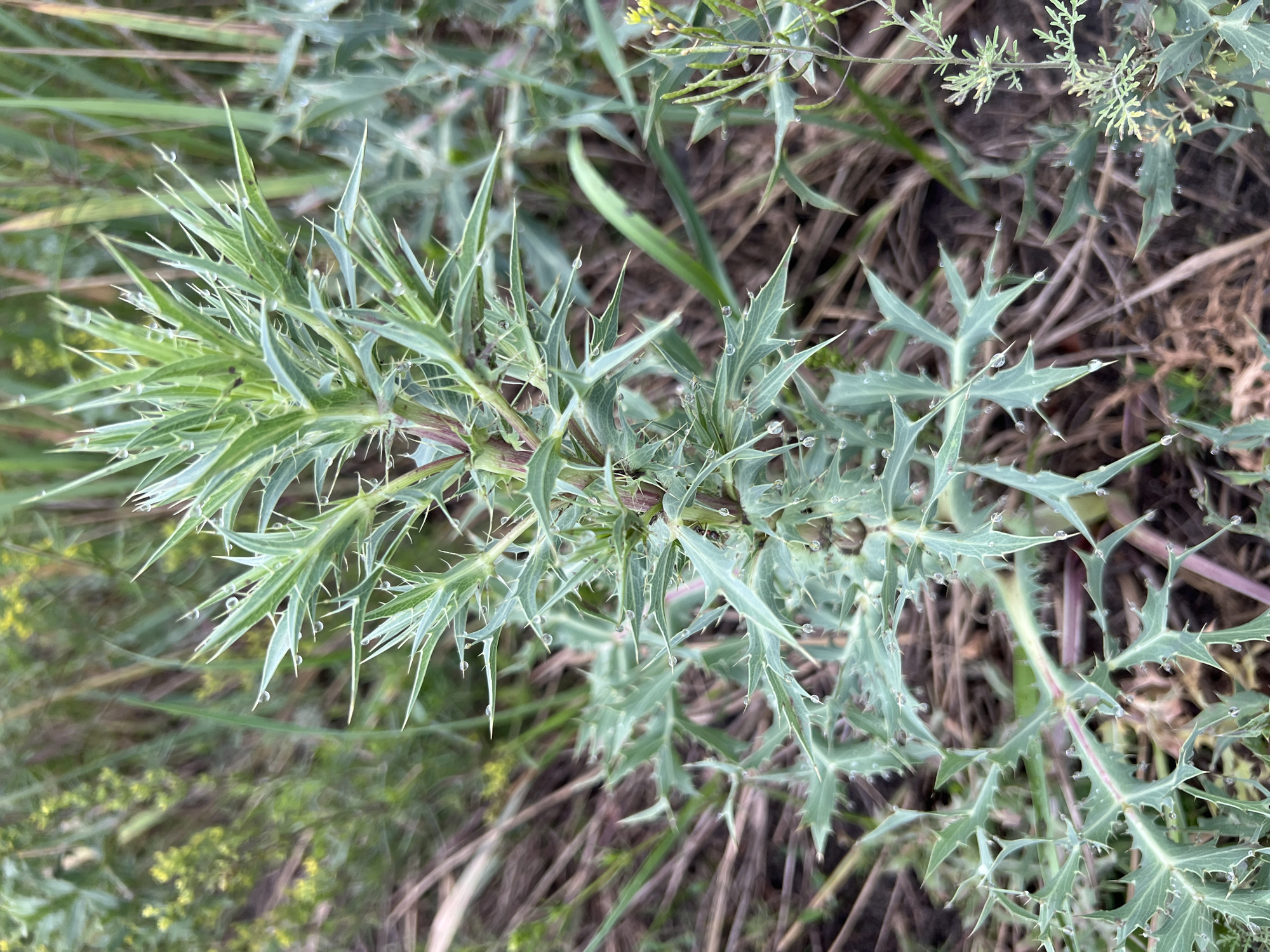 A spiky, green plant with pointed leaves and thorny stems is shown in a close-up, outdoor shot. Water droplets are visible on the leaves and stems, suggesting dew or recent rain. The background is blurred and consists of dry grass and other vegetation, indicating a natural or uncultivated environment. The lighting is soft and diffused, suggesting an overcast day or early morning. The exact location is unknown.