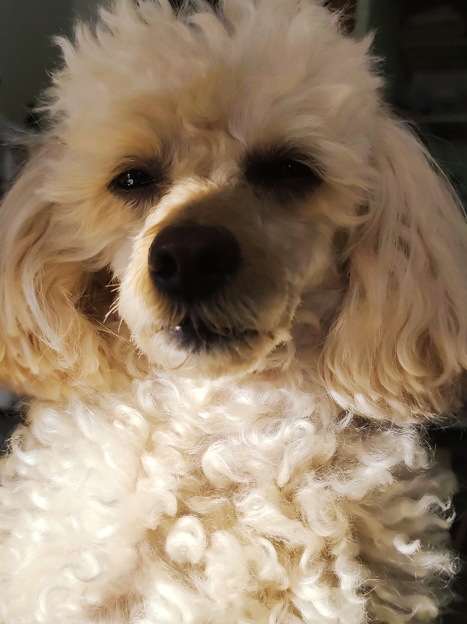 A close-up portrait of a light-colored poodle. The dog has a curly coat and dark eyes. Its nose is prominent and dark, and it is looking directly at the camera. The lighting is somewhat shadowed, highlighting the texture of its fur. The location is not evident from the image.