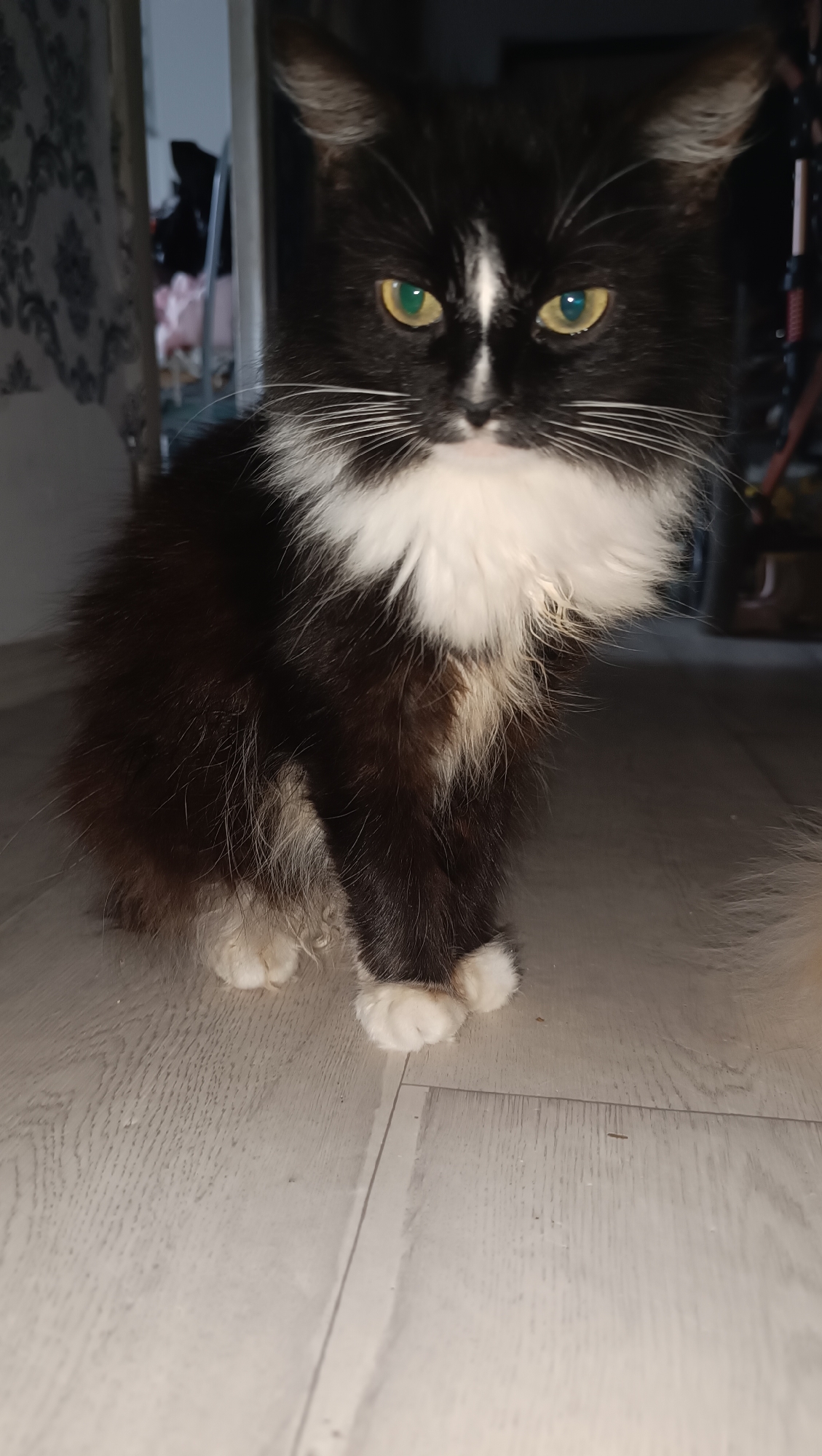 A black and white cat with yellow eyes is sitting on a light-colored wooden floor. The cat has white fur on its chest and paws. The background is dark and out of focus, with some hints of furniture and curtains. The image appears to be taken indoors. There is no information to indicate the location in the city of Chaikovsky, Russia.