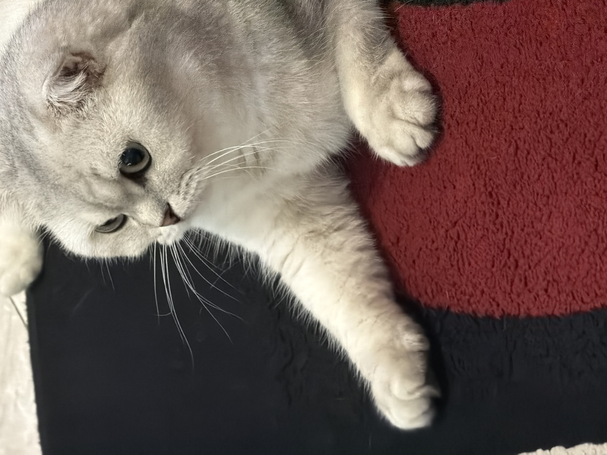 A close-up, eye-level shot captures a silver Scottish Fold cat lying on a rug. The cat, with its characteristic folded ears and wide, green eyes, is positioned on the right side of the frame, facing left. Its body is mostly visible, with its front paws extended. The left paw rests on a red section of the rug, while the right paw is slightly blurred, suggesting movement. The rug itself is divided into two distinct sections: the left half is black, and the right half is red. The background is out of focus, but appears to be a textured surface. No specific location in Rome, Italy is discernible from the image.