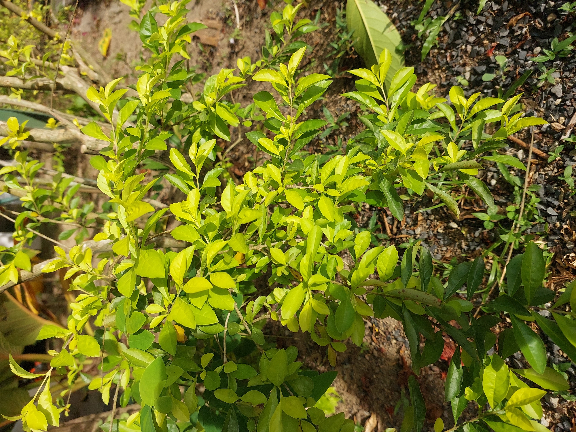 A close-up, eye-level shot captures a vibrant green bush with glossy leaves basking in natural sunlight. The bush is situated outdoors, likely in a garden or natural setting, with a ground covered in small grey and brown pebbles, along with some dry brown leaves and sparse green grass. In the background, blurred tree trunks and foliage create a soft bokeh effect, hinting at a larger, natural landscape. The lighting suggests it is daytime, with the sun casting subtle shadows. There are no people or animals visible in the frame. This scene is located in Baan Mae Nam, Thailand.