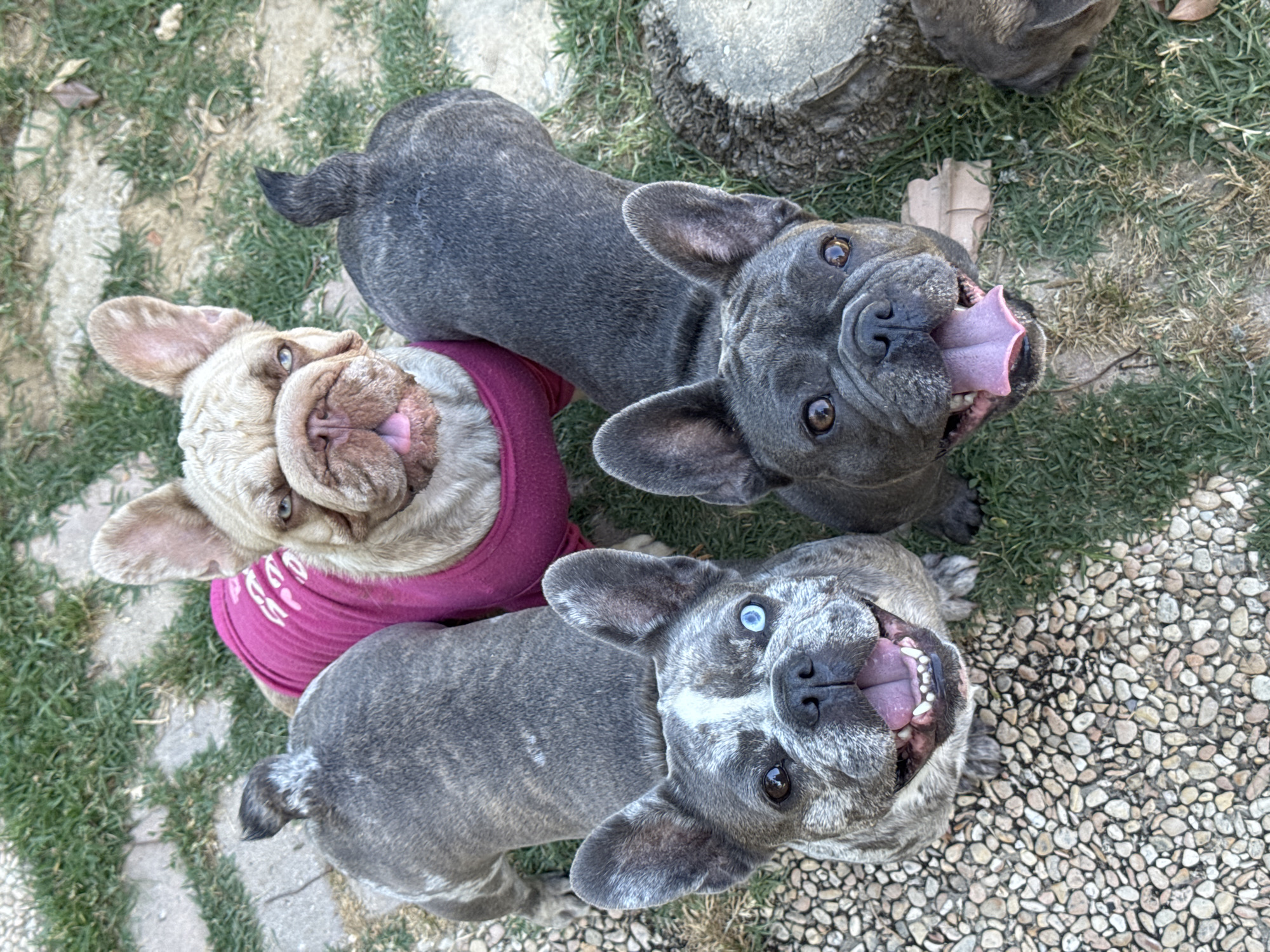 This media file features three French Bulldogs in an outdoor setting, likely a garden or yard, with a mix of grass and gravel ground cover. The dogs are the primary subjects, positioned in a close-up, overhead view.
One French Bulldog is a fawn color and is wearing a vibrant pink shirt. It's looking upwards with its tongue slightly out. Another French Bulldog is dark gray or brindle and is also looking up, its tongue fully extended. The third French Bulldog, also brindle, is positioned between the other two and has heterochromia, with one blue eye and one brown eye. This dog is also looking upwards with its mouth open and tongue out. All three dogs appear alert and possibly excited, suggested by their open mouths and upward gazes.
The scene suggests a sunny day, as indicated by the bright lighting and shadows. In the background, a portion of a tree stump and some fallen leaves are visible, along with a stone pathway or border. There is no visible text in the image. The overall mood is playful and energetic, capturing the dogs' engagement with whoever is taking the photo.