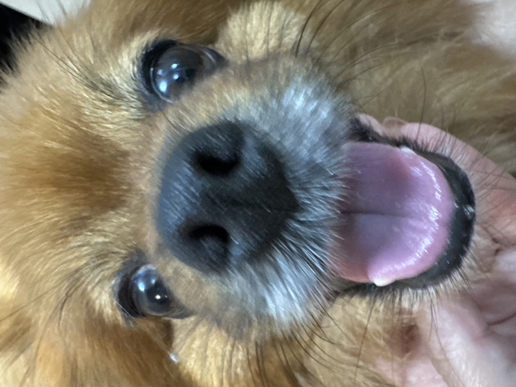 A close-up, front-facing, low-angle shot shows the face of a small, light brown dog with its tongue hanging out. The dog's eyes are dark and reflective. Its nose is black and moist. The background is blurred, showing the dog's fur and what appears to be a human hand supporting its chin. There are no discernible features of the city of Omsk, Russia, or any urban environment present in the image.