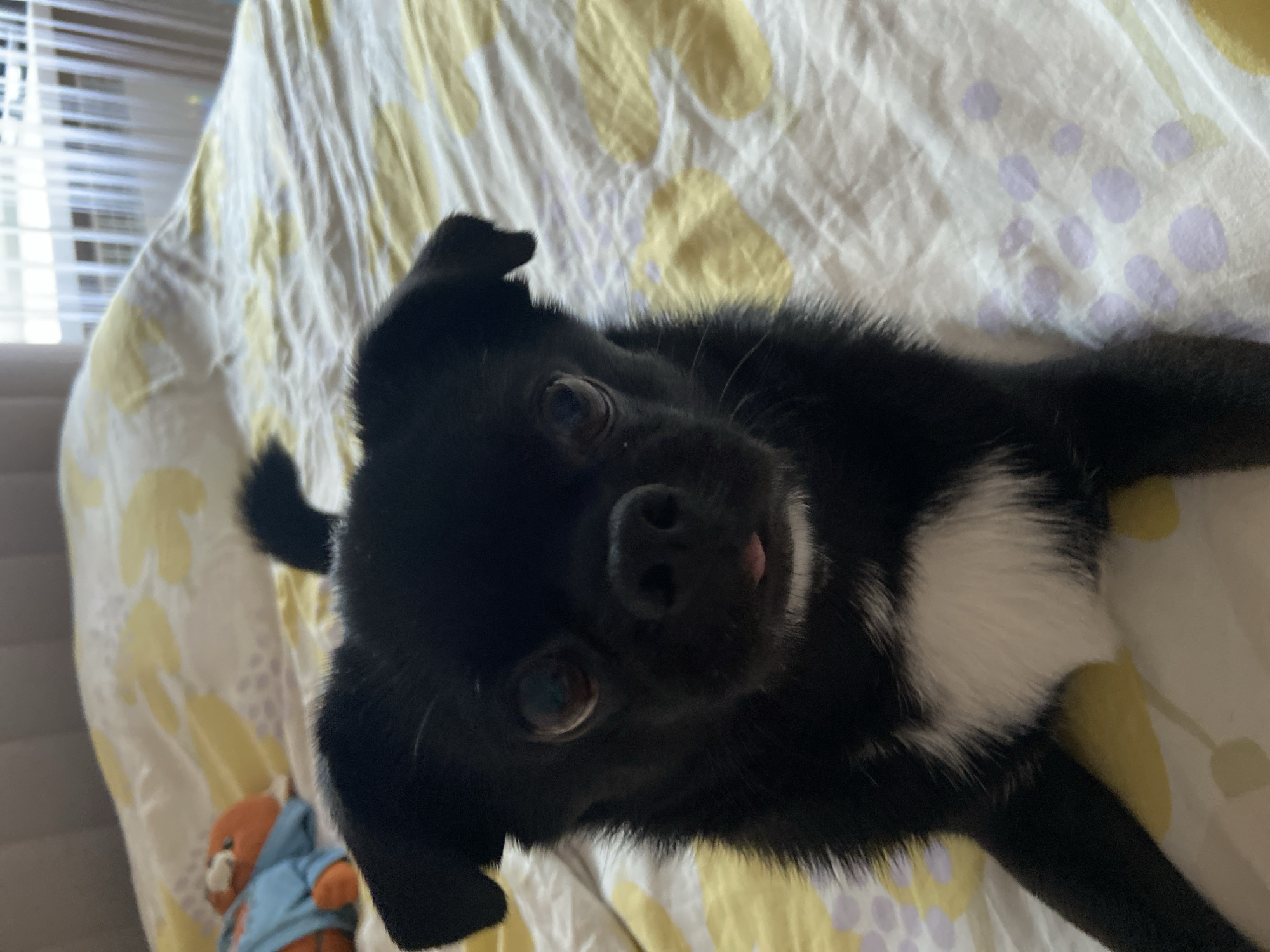 A black dog with white markings on its chest is lying on a bed with a yellow and white patterned comforter. The dog is facing the camera with its tongue slightly sticking out. To the left of the dog, there is an orange stuffed toy wearing a blue outfit. In the background, a window with vertical blinds is visible. The scene appears to be indoors, likely in a bedroom. There is no discernible information in the image that indicates the location is Revda, Russia.