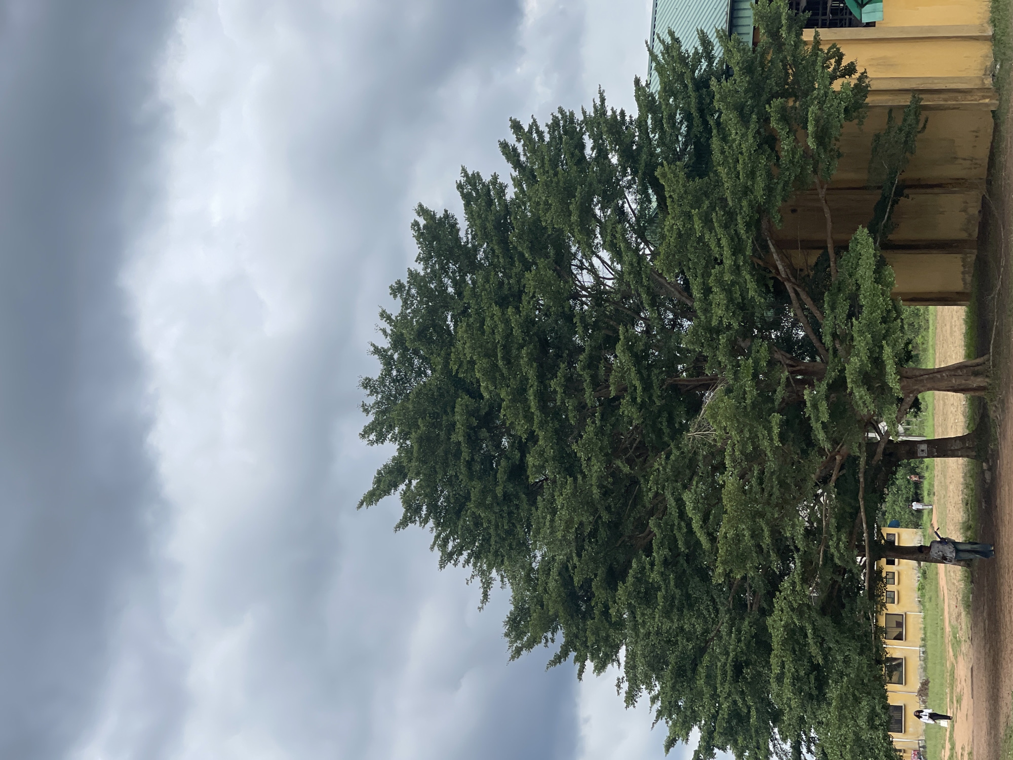 The image shows a large tree with dense green foliage, situated near a yellow building in Abraka, Nigeria. The sky is overcast with heavy clouds. Two people are visible near the base of the tree. The ground appears to be dirt or grass. The scene is likely outdoors.