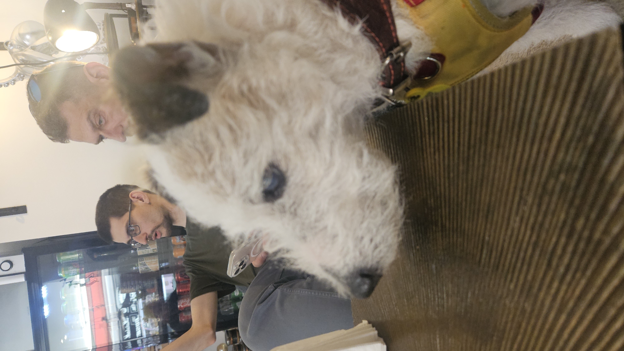 The image captures an indoor scene in the city of Andorra la Vella, Andorra, featuring two adult males and a dog positioned around a table. The foreground is dominated by a largely out-of-focus, shaggy-haired white dog with visible dark markings on one ear, a black nose, and a dark blue left eye. The dog wears a brown collar and a yellow harness, and its head is turned to the left.
In the midground, to the left, a man with short dark hair and glasses is seated, wearing a dark green t-shirt and grey trousers. He holds a light-colored smartphone, displaying multiple camera lenses, in his left hand while looking at its screen; his right arm is extended to the left, partially out of frame. To the right, another man with short dark hair and sunglasses perched on his head is visible. His face is partly obscured by the dog and a bright light source behind him; his gaze is directed slightly to the left.
The table occupying the lower half of the frame is dark, with a distinct horizontal ribbed texture. A white napkin holder with napkins rests on the table to the left. The background to the left features a display refrigerator containing various canned and bottled beverages, with visible reflections on its glass door, beneath a white wall and a black horizontal bar. To the right, the background shows a plain white wall illuminated by a bright, focused light fixture, behind which a metallic, sculptural object is partially discernible.