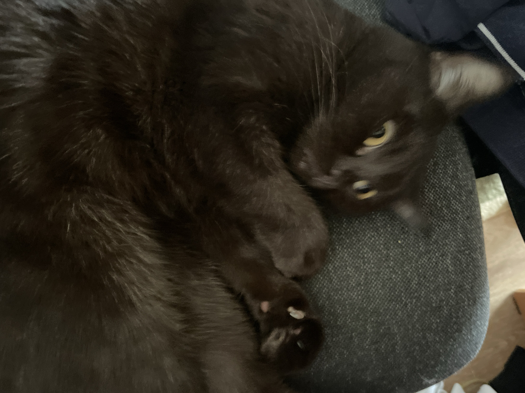 A close-up, overhead shot captures a dark brown cat curled up and lying on a textured, dark gray fabric surface. The cat's eyes are open, revealing yellow irises and dark pupils. One of its paws is visible, showing pink toe pads and white claws. A navy blue garment with white stripes is partially visible in the upper right corner of the frame. The background is blurred, with hints of light-colored flooring. The image is taken indoors in what appears to be a home environment. There is no discernible location in a city.