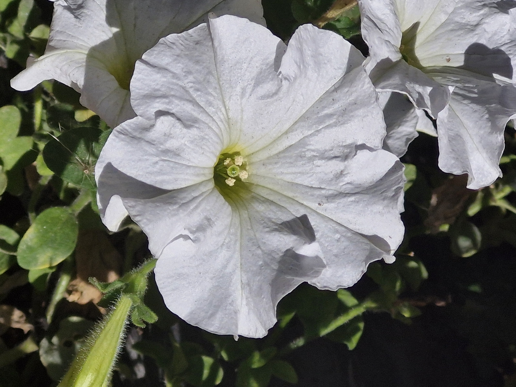 The image is a close-up, eye-level shot of white petunia flowers in a garden. The primary focus is on a large, fully open white petunia bloom in the center, its petals slightly ruffled and illuminated by direct sunlight, creating shadows that highlight its texture. A second, partially visible white petunia is situated in the lower right corner. The background consists of dark green foliage and dark soil, with hints of other plant stems and leaves visible. There are no people or animals present in the image. The scene depicts a natural outdoor environment, likely a flowerbed or garden. There is no information available to associate this image with the city of Kokshetau, Kazakhstan.