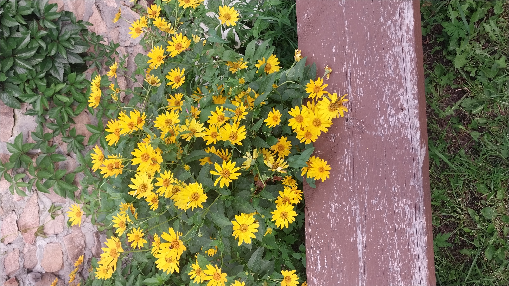 In Chebarkul, Russia, a wooden bench with a weathered brown surface is positioned in front of a stone wall. A dense cluster of bright yellow flowers, likely dahlias or similar daisy-like blooms, occupies the space between the bench and the wall. Green foliage surrounds the flowers, and a vine with broad leaves climbs the stone wall. The ground below the bench is covered in green grass and some weeds.