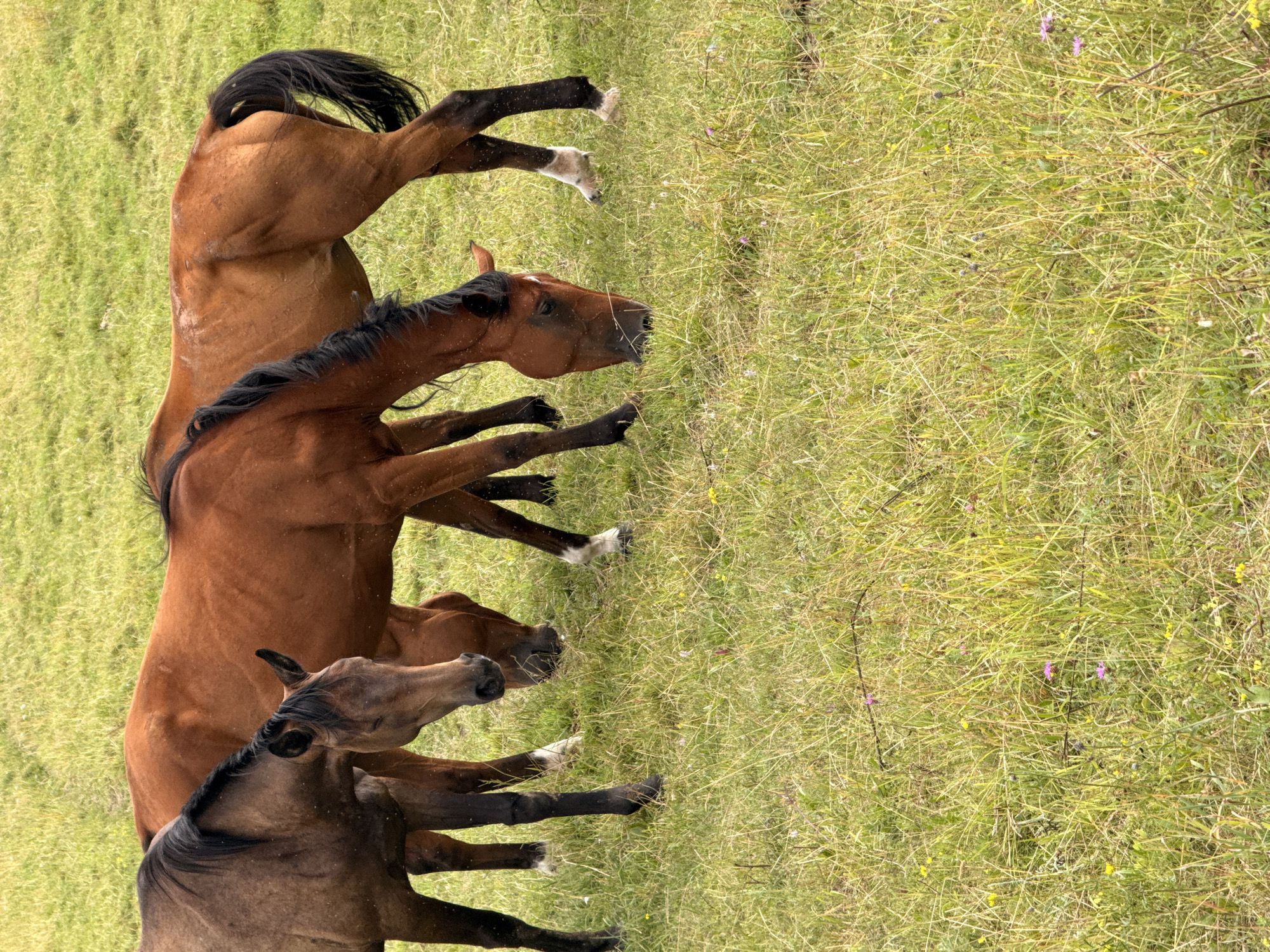 The image shows a group of four horses standing in a grassy field. The horses are all shades of brown, with dark manes and tails. The horse in the foreground is a dark brown, almost black, and is facing left. Behind it, a lighter brown horse is facing right, with its head turned towards the viewer. The third horse, also brown, is further back and its head is lowered. The horse in the very back is a rich chestnut brown and is facing left with its hind legs in the air, as if rearing or playing. The field is covered in tall, green grass with some patches of yellowing grass and small wildflowers. The lighting suggests it is daytime, possibly late afternoon given the shadows. There is no visible text in the image. The scene appears peaceful and natural, with the horses interacting with each other in their environment. The location is identified as Galinė, Lithuania.