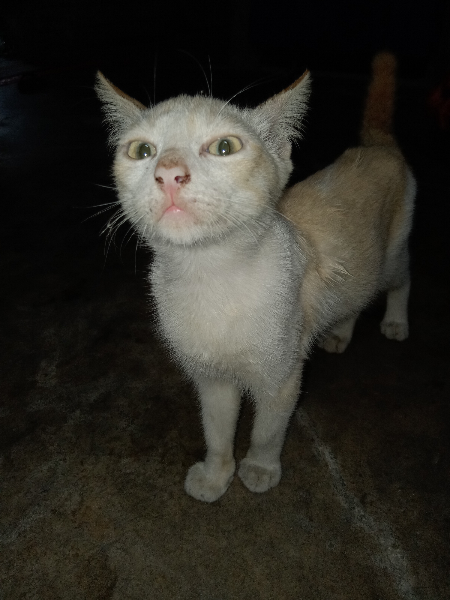 The image shows a close-up, low-angle shot of a light-colored cat standing on a dark, textured surface. The cat has large, expressive green eyes, a pink nose, and prominent whiskers. Its ears are erect and pointed. The cat's fur is predominantly white with some subtle grey and light orange markings, particularly on its back and tail. The background is dark and out of focus, suggesting a low-light environment. The surface the cat is standing on appears to be rough and possibly concrete or stone, with some lighter markings. The overall impression is of a curious or perhaps surprised animal captured in a moment. The location in the city of Jumput, Indonesia, is not discernible from the visual information presented in the image.