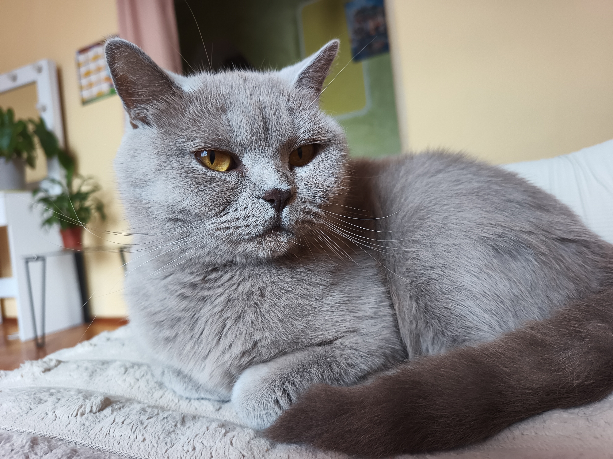 A gray British Shorthair cat is lying on a soft, light-colored blanket. The cat has bright yellow eyes and is looking to the right of the frame. Its body is mostly visible, with its tail curled around it. The background of the image is blurred, showing a wall with a yellow hue and a hint of a pink curtain on the left. There are also some indistinct objects in the background, including what appears to be a mirror and some plants. The lighting suggests an indoor setting, possibly a home environment. There is no visible indication of the cat's location within the city of Ternopil, Ukraine.