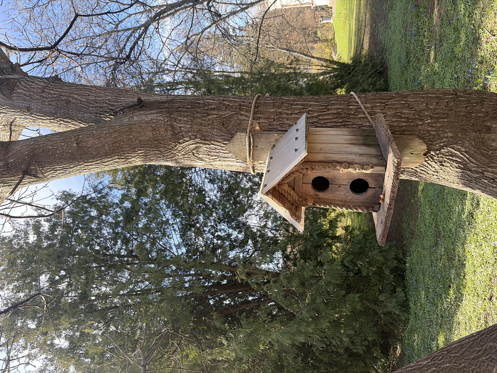 A close-up, daytime shot shows a wooden birdhouse affixed to a tree trunk in a grassy area. The birdhouse is made of light-colored wood with a gray roof and two round entrance holes. It is tied to the tree trunk with rope. The bark of the tree is textured and coarse. In the background, there are other trees and a glimpse of a building under a blue sky. The ground is covered in green vegetation, suggesting a park or garden setting. Based on the architecture and landscaping, it resembles Saint Petersburg, Russia.