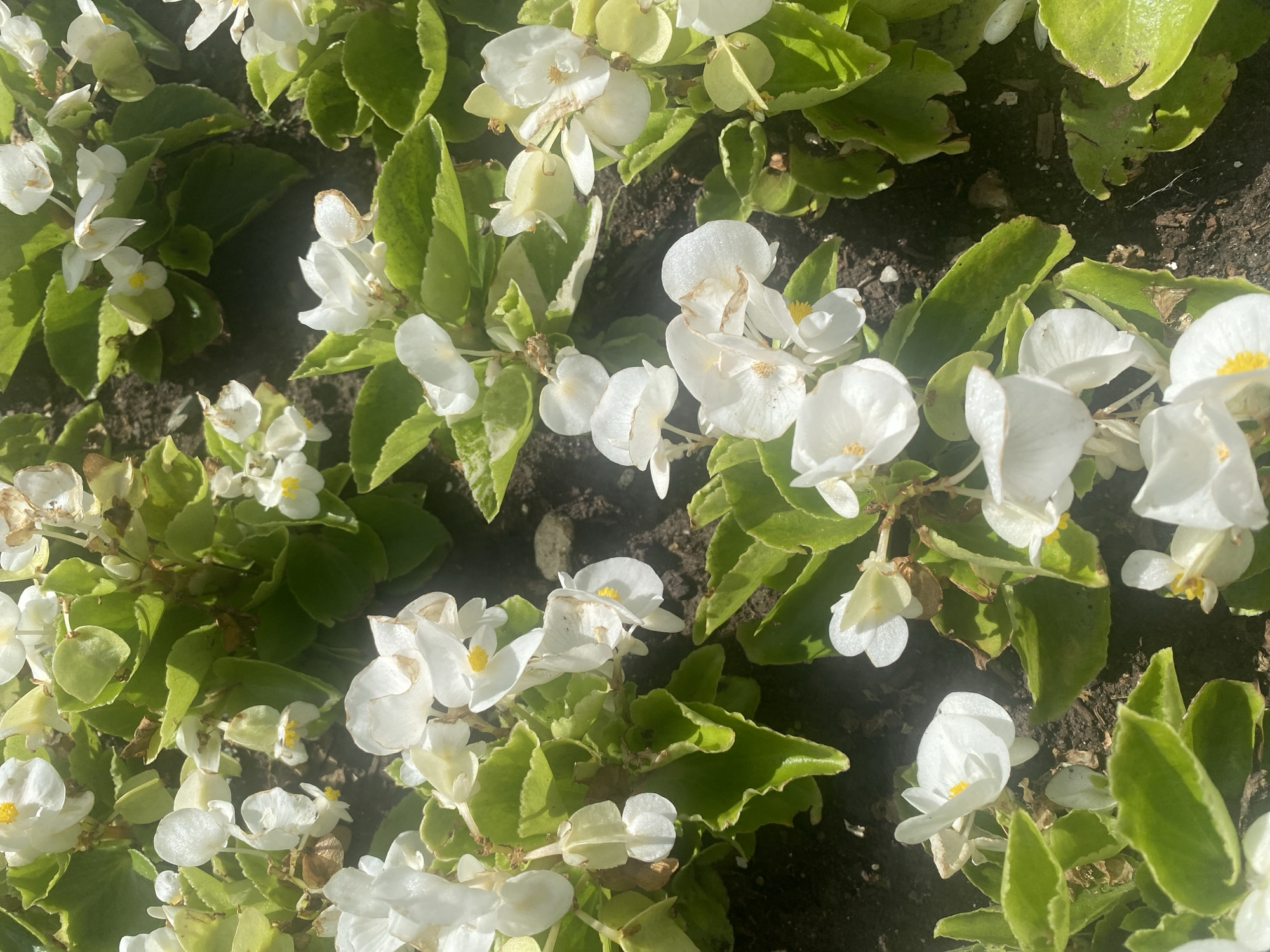 The image displays a close-up, top-down view of a dense planting of white begonia flowers with vibrant green foliage. The flowers are in various stages of bloom, with some fully open and others still buds. The petals are delicate and have a slight translucence, some showing subtle browning at the edges. The leaves are broad and have a slightly wavy texture. The background consists of dark soil, suggesting these plants are in a garden bed or planter. There are no people or animals visible in the image. The lighting indicates a sunny day, casting shadows and highlighting the textures of the leaves and petals. The scene appears to be an outdoor garden setting, possibly in a park or residential area. The provided information specifies the location as Moscow, Russia, but the image itself does not contain any visual cues to confirm this location.