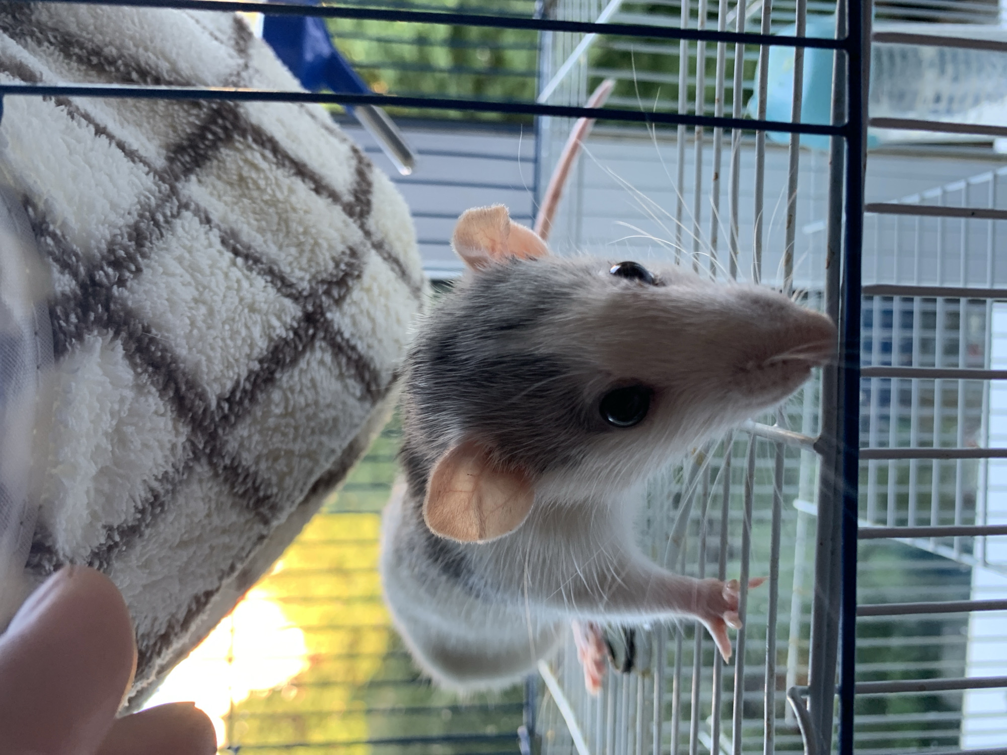 A pet rat with grey and white fur is in its cage, looking down at the camera. The rat's front paws are resting on the cage's wire floor, and its tail is visible extending behind it. The cage is partially covered by a fleece hammock with a checkered pattern. In the background, through the cage bars and the blurred foliage, a warm, golden sunset is visible. The scene appears to be outdoors, possibly on a balcony or in a garden, given the natural light and greenery. There is no indication of the location being Stavropol, Russia.