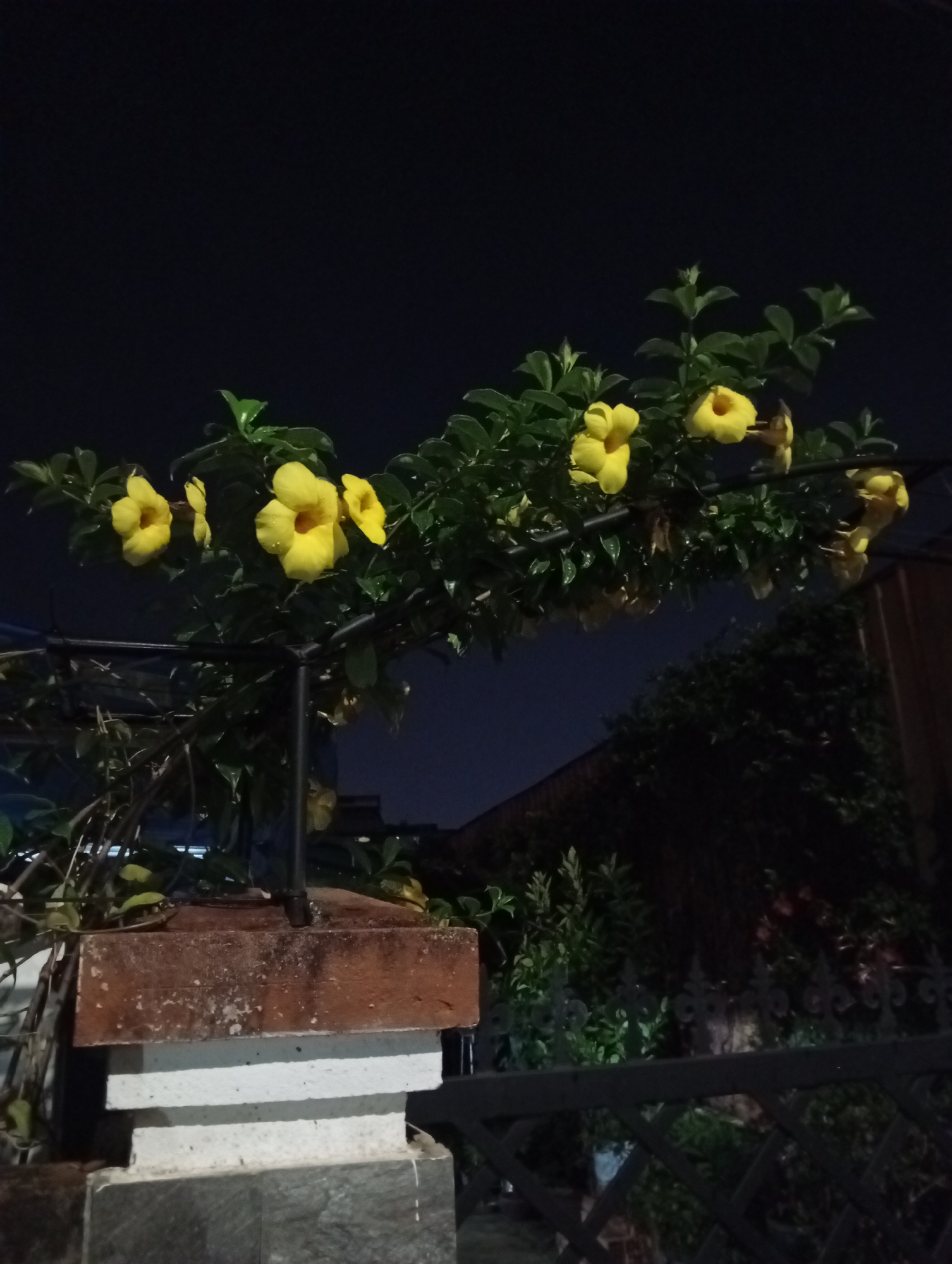 The image, taken at night, shows a vine of yellow bell flowers (Allamanda cathartica) growing on a metal trellis supported by a brick and concrete pillar. The pillar is constructed with a rough red brick top above stacked white concrete sections with a grey concrete base. The vine is in full bloom, with several large, trumpet-shaped yellow flowers interspersed among green leaves. A dark metal fence with decorative elements runs horizontally behind the pillar and vine. In the background, a dark building and greenery are visible. The sky is dark, suggesting a late evening or night setting. The location is potentially Da Lat, Vietnam, but that is not directly discernible from the image alone.