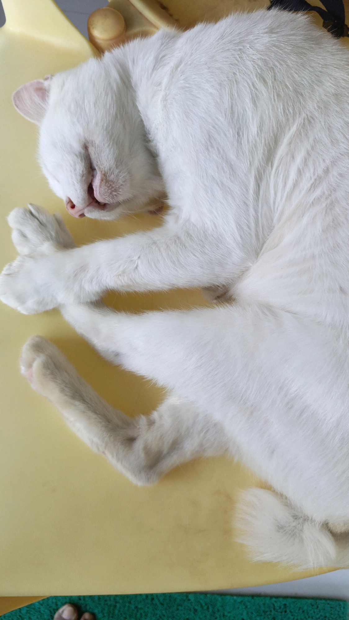 A white cat is sleeping on a yellow surface. The cat is curled up with its eyes closed and its mouth slightly open. Its paws are tucked in, and its tail is wrapped around its body. The background is a solid yellow color, with a hint of a yellow chair and a green mat visible at the bottom. The scene appears to be indoors, likely in a home.