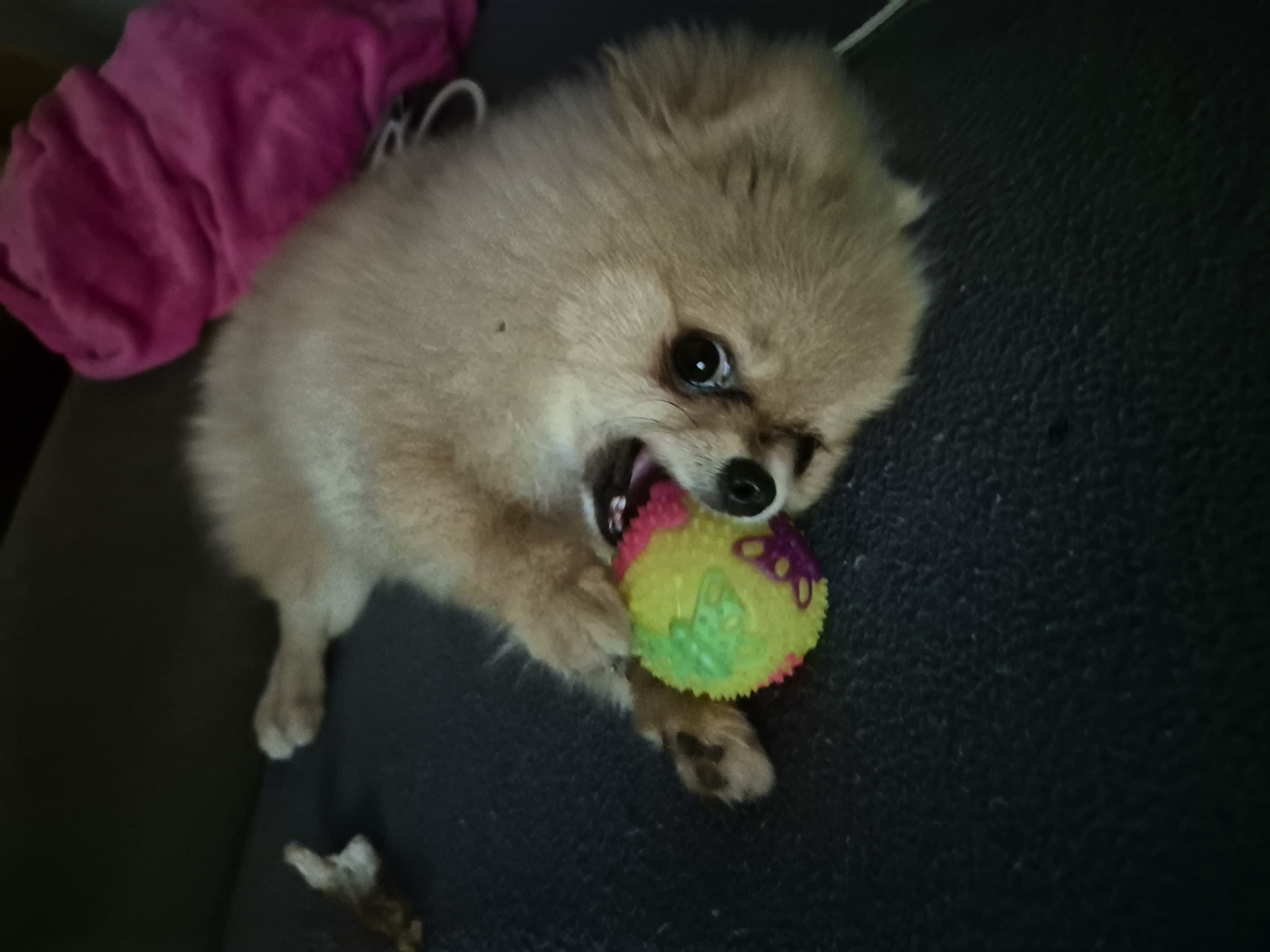 A small, fluffy, tan-colored Pomeranian dog is lying on its side on a dark, textured surface, possibly a couch or carpet. The dog has its mouth open and is playing with a colorful, spiky ball. The ball is yellow, green, and pink. A bright pink blanket or piece of fabric is visible in the upper right corner of the image. The lighting is dim, and the image has a slightly grainy appearance. The dog's eyes are dark and appear to be looking towards the camera. One of the dog's front paws is resting on the ball, and the other is slightly visible near the ball. Another small, brown object is partially visible on the left side of the image, possibly another toy or a small piece of debris.