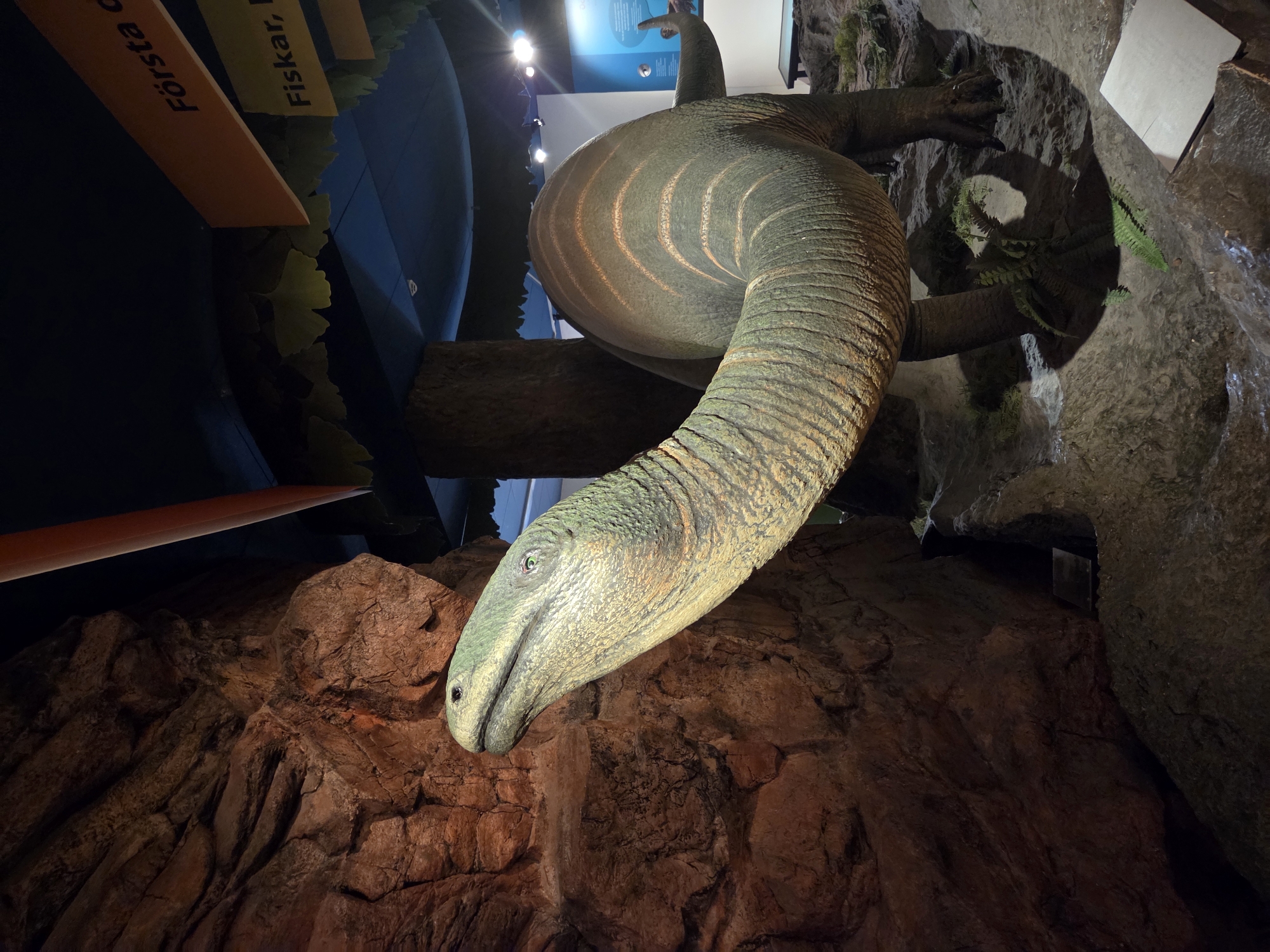 The image depicts a dinosaur exhibit at the Malmö Museum in Malmö, Sweden. The central subject is a life-sized replica of a long-necked dinosaur positioned in a simulated prehistoric environment. The dinosaur is predominantly green and textured, with visible scales and ridged patterns along its body and neck. Its head is turned to the left, facing a rocky, brown, textured wall that simulates a cave or cliff face. The dinosaur's eyes are visible and appear to be green.
The exhibit includes artificial rocks and vegetation, such as ferns, to create an immersive atmosphere. In the background, there are signs with Swedish text, one of which reads "Första c" and another "Fiskar, b". The ceiling is dark blue, and lights are visible, illuminating the exhibit. The overall impression is that of a museum display designed to educate visitors about dinosaurs and their habitats. There are no people visible in the image.