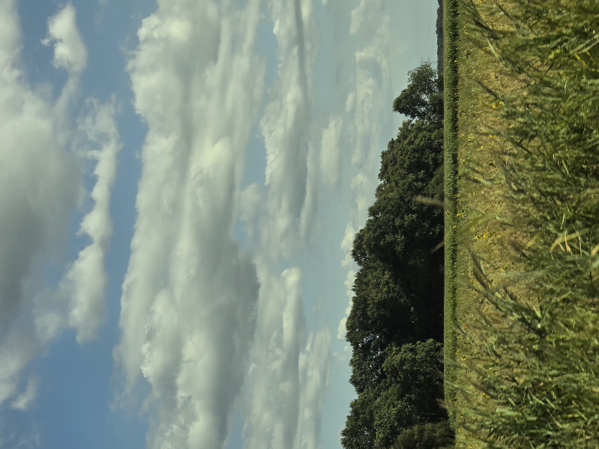 The image depicts a rural landscape under a cloudy sky. In the foreground, tall green grasses and some crops are visible, with hints of yellow flowers scattered throughout a field. Behind this, a dense line of green trees forms a natural border. The sky is a mix of blue and white clouds, with the white clouds appearing fluffy and widespread across the frame. The scene suggests a natural, agricultural setting possibly within or near the city of Terheijden, Netherlands, characterized by open fields and a treeline. There are no people or animals present in the image.