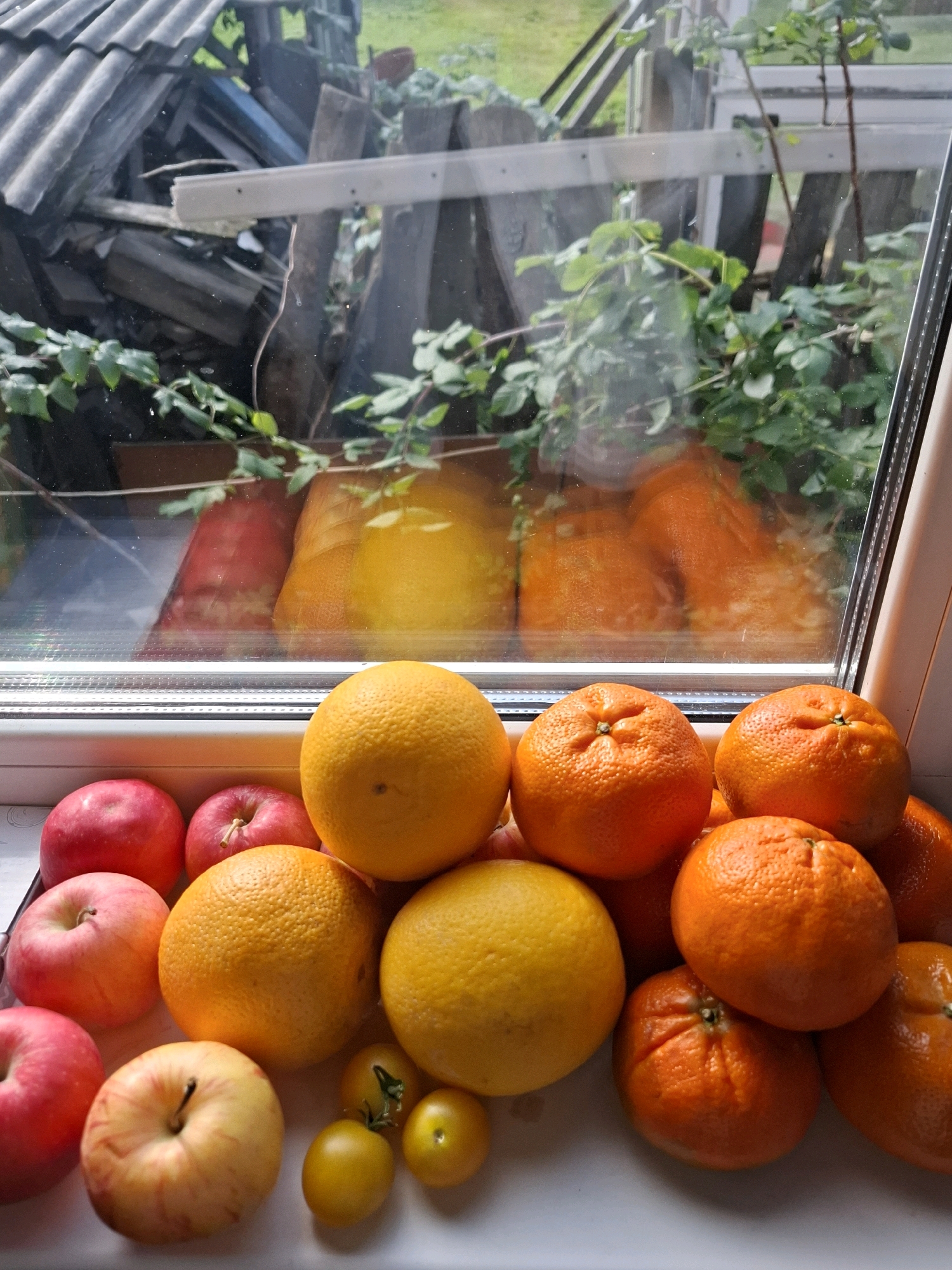 The image displays a collection of fruits, primarily oranges and apples, arranged on a white windowsill. Behind the fruits, a window looks out onto an outdoor scene. The view through the window includes overgrown green foliage, wooden structures that appear to be part of a shed or fence, and a grey, corrugated roof. The overall impression is of a rustic or slightly unkempt outdoor environment. The composition suggests a still life arrangement of fresh produce. There are no people or animals visible in the image, and no explicit actions are taking place. The scene is static and focuses on the arrangement of the fruits against the backdrop of the outdoor environment seen through the window. The lighting suggests it is daytime, possibly late morning or afternoon, with natural light illuminating the fruits and the outdoor scene.