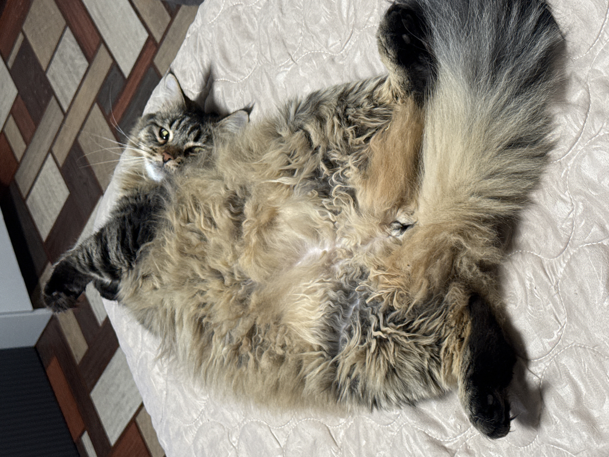 A medium-sized, fluffy cat is lying on its back on a beige, quilted surface, possibly a bedspread. The cat's coat is a mix of brown, tan, and gray, with dark stripes visible on its head and paws. Its tail is large and bushy. The cat is looking towards the camera with one eye slightly squinted.
In the background to the left, a patterned floor is visible, consisting of rectangular tiles in shades of brown and beige. There are no people visible in the image.
There is no evidence to indicate this image was taken in the city of Izhevsk, Russia.