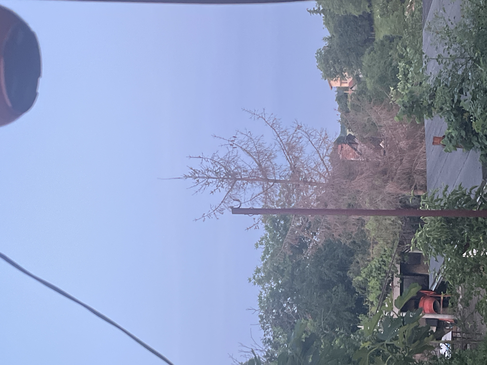 The image depicts an outdoor scene in the city of Varshilo, Bulgaria, characterized by vegetation and distant structures under a pale blue-grey sky, suggesting twilight or an overcast day.
In the upper left quadrant, a dark grey cable runs diagonally across the sky. A partial view of a dark, reddish-brown circular object is present in the upper right. Centrally, a tall, slender conifer tree, appearing dead or dormant with light brown, bare branches, is prominently featured. To its immediate left, a reddish-brown metal pole with a curved bracket extends vertically.
The midground is dominated by a dense canopy of green deciduous trees. Through gaps in this foliage, particularly on the left, obscured dark structures and a red industrial object resembling a cement mixer on a stand are visible. A flat, dark-colored rooftop is also partially visible in the lower midground.
In the background, on distant hills, more green trees obscure the horizon. To the right, a multi-story building with light-colored walls and a reddish roof is discernible. To the left of the dead tree, a partial structure with exposed red brick elements is visible, possibly a ruin or a building under construction/demolition. No individuals or active interactions are visible within the frame.