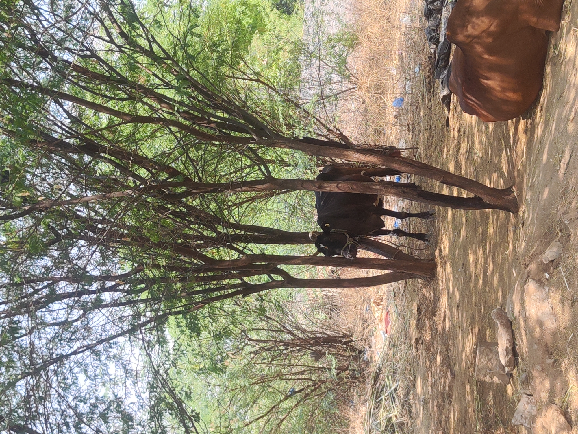 The image depicts a rural scene in Pedda Kammavaripalli, India, with a focus on the natural environment and livestock. The foreground is dominated by trees, their branches spreading across the frame. Beneath the trees, a dark-colored cow stands partially obscured. To the right, a portion of a brown cow is visible. The ground is covered in dry vegetation and dirt, with scattered stones. In the background, sparse vegetation and dry underbrush are visible, along with bits of discarded plastic. The light suggests a sunny day with shadows cast by the trees.