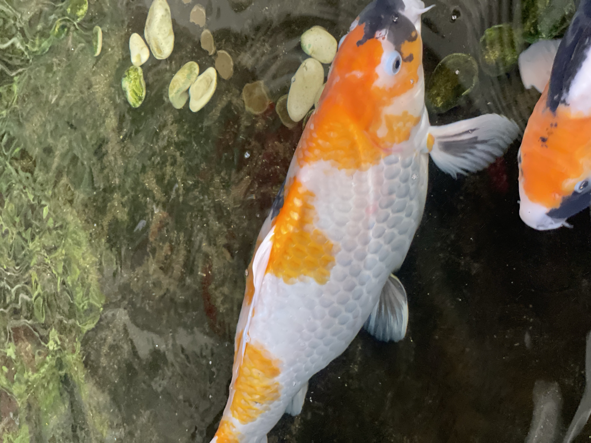 A high-angle shot captures two koi fish swimming in a pond. The larger koi, primarily white with orange and black markings, is positioned in the center, its body angled towards the left. Its scales are clearly visible, and its eye is a striking blue. A second, smaller koi, with similar white, orange, and black coloration, is partially visible at the bottom right of the frame, its head facing left. The pond's surface is dark, with visible algae or plant matter floating on top, and several smooth, light-colored pebbles or stones are scattered across the bottom. The water appears murky.