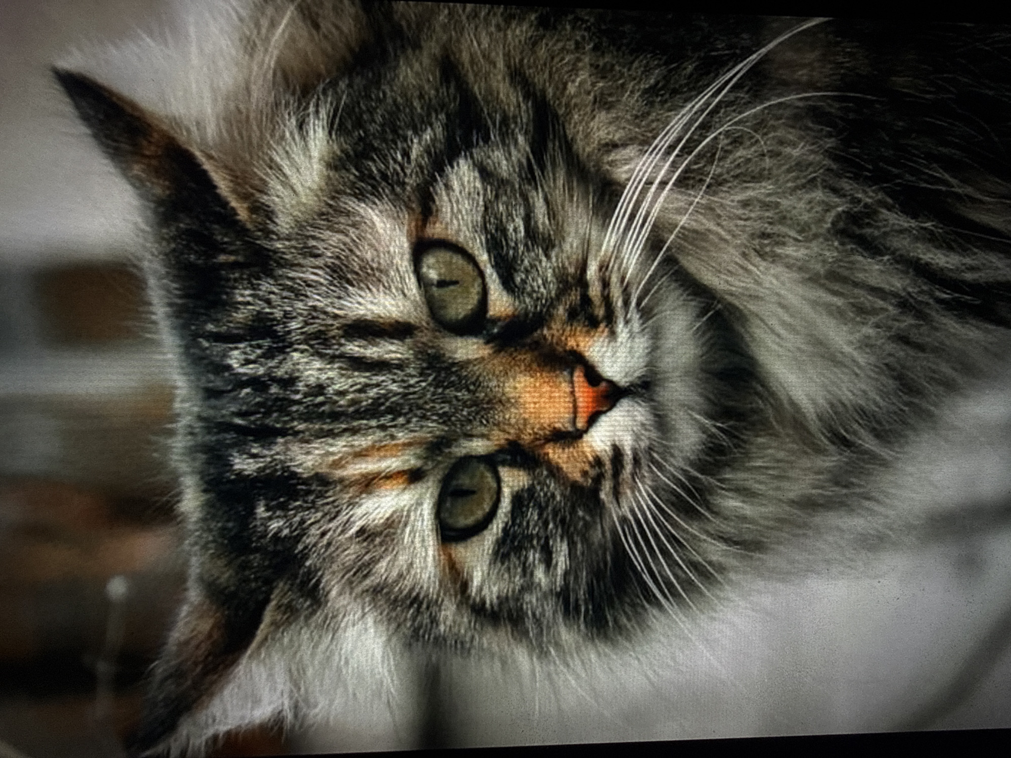 A close-up, head-and-shoulders shot of a fluffy, long-haired tabby cat faces the camera. The cat's fur is a mix of gray, black, and brown stripes with lighter tan and white accents. Its eyes are a piercing green with dark pupils. The nose is a vibrant orange-pink, and long white whiskers fan out from its snout. The background is blurred and out of focus, with muted tones of brown and gray suggesting an indoor setting. No specific location in the city of Unknown, Unknown can be identified from the image.