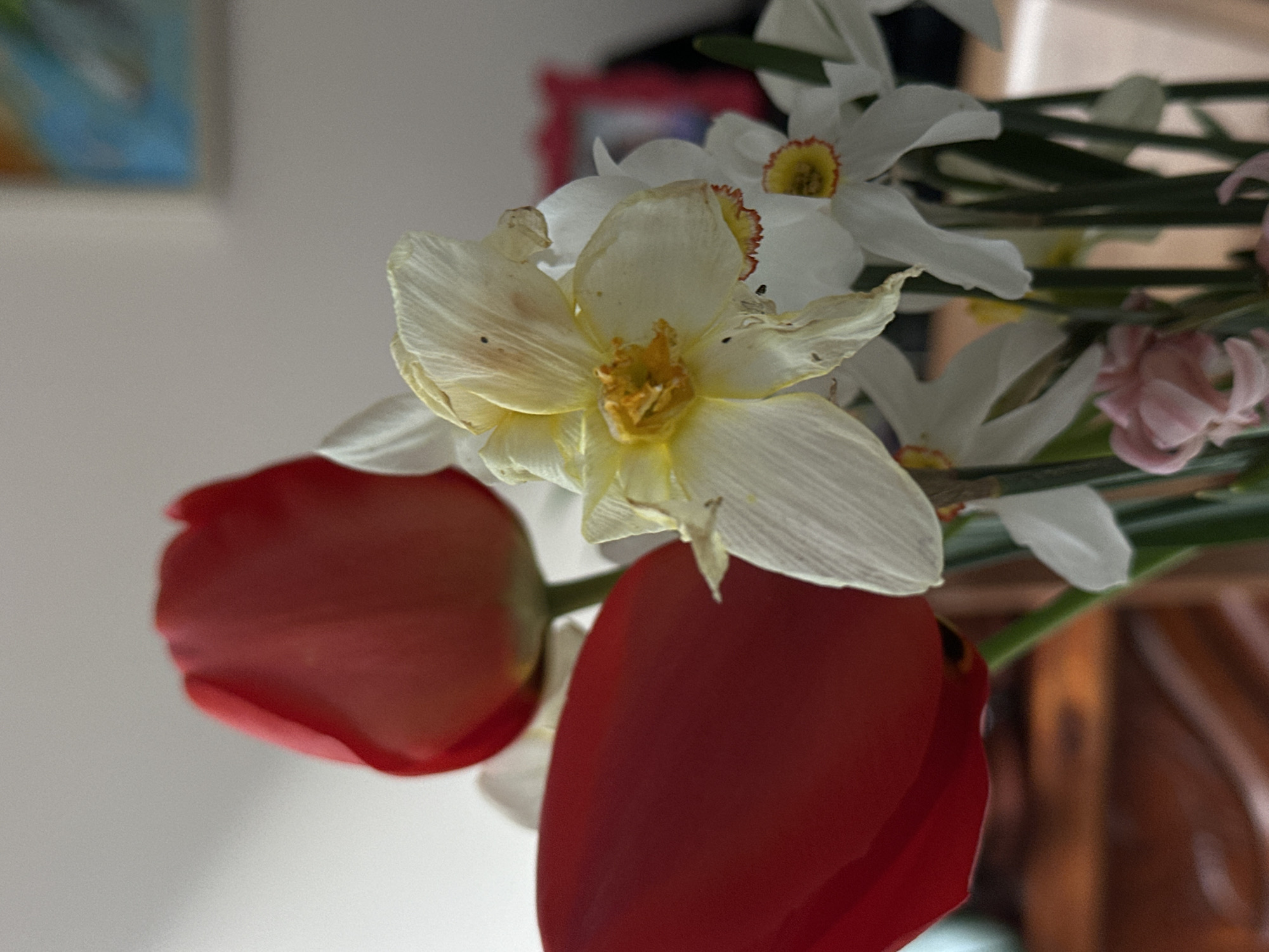 The image shows a close-up of a floral arrangement featuring red tulips and white daffodils. The daffodils exhibit some signs of aging, with slightly yellowed petals. The arrangement appears indoors, with a blurry background hinting at a room setting. No people are visible. The location in Stara Zagora, Bulgaria, is not discernible from the image.