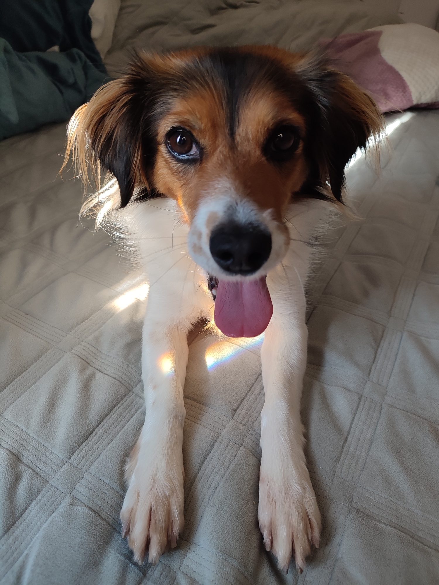 A medium-sized dog with white, brown, and black fur is lying on a quilted grey blanket, facing the camera. The dog's tongue is sticking out, and a rainbow-like prism of light is visible on its front legs and chest. The background shows a bed with pillows and a dark green blanket. The scene is indoors.
