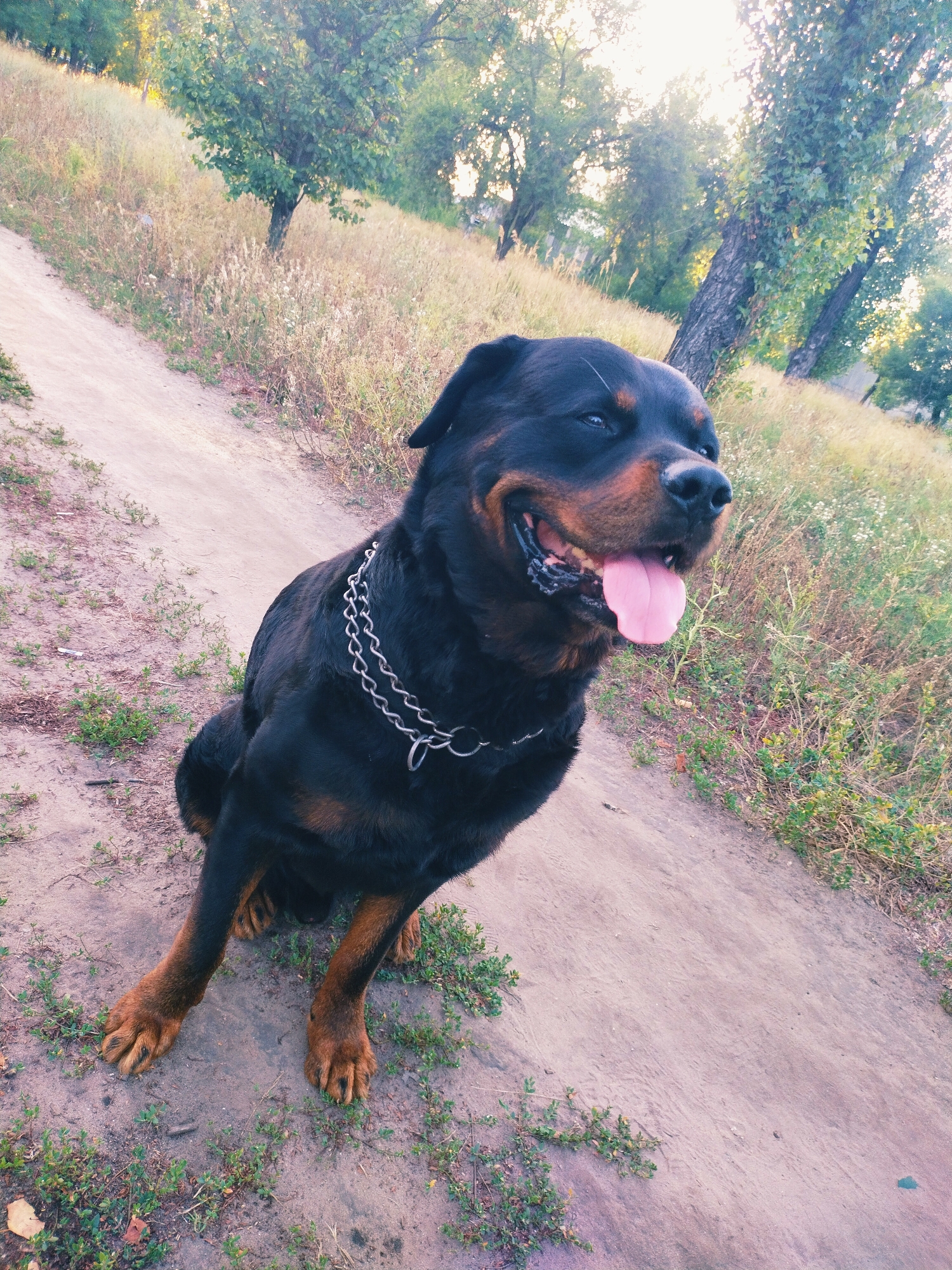 A rottweiler dog sits on a dirt path in a grassy, wooded area. The dog is black with tan markings and is wearing a silver chain collar. It has its tongue out, panting. Trees and dry grass are visible in the background. The location is in Horishni Plavni, Ukraine.