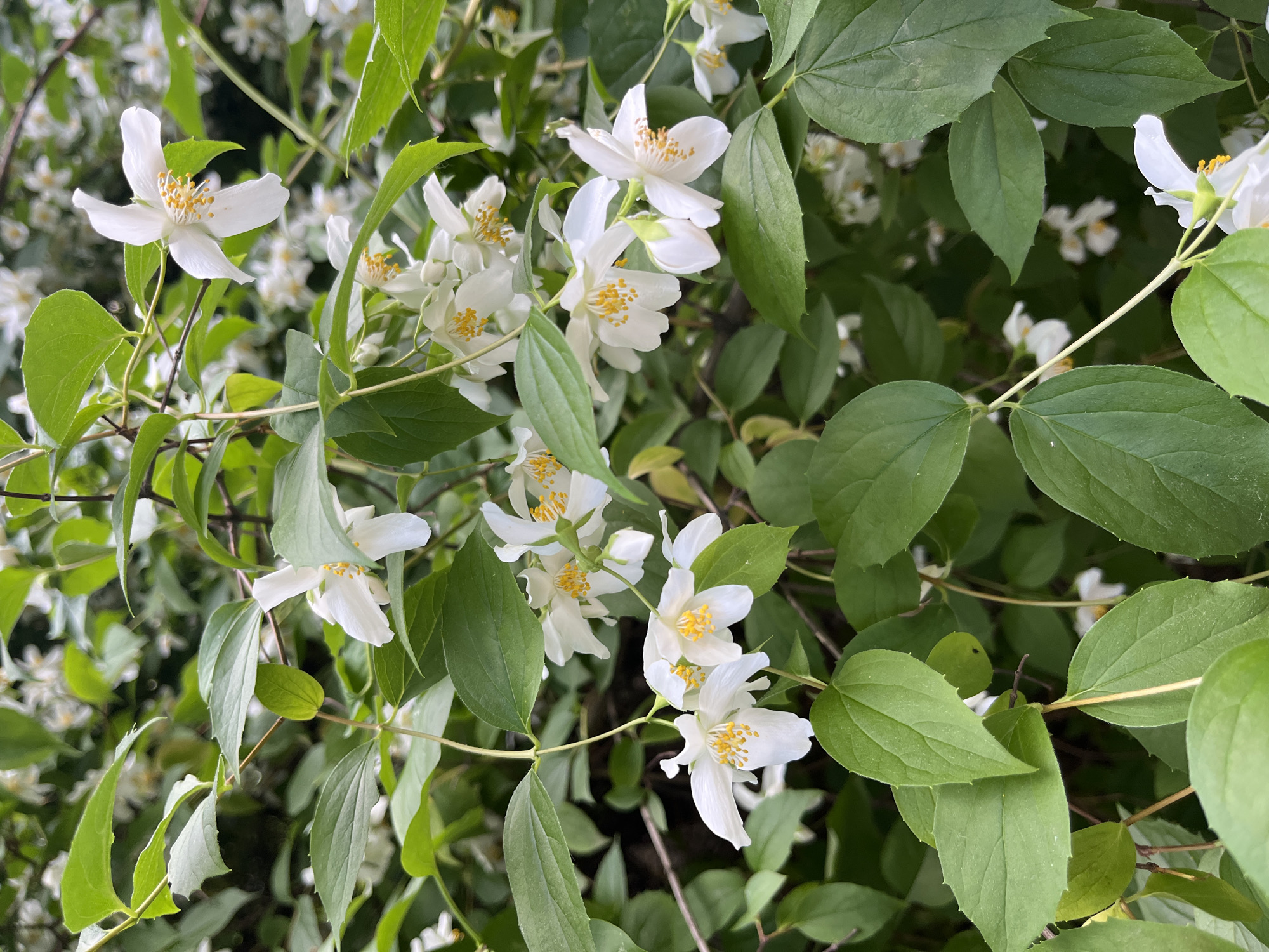 This media file is a close-up, vertical shot of a flowering shrub, likely a variety of mock orange (Philadelphus). The foreground is dominated by clusters of delicate white flowers with prominent yellow stamens, interspersed with lush green foliage. The leaves are ovate with serrated edges. The lighting suggests it is daytime, with natural light illuminating the scene. The depth of field is shallow, with the flowers and leaves in the immediate foreground in sharp focus, while the background blurs into a soft green and white. The setting appears to be outdoors, possibly a garden or park, given the density of the shrubbery. There are no people or visible text in the image. The overall impression is one of natural beauty and the freshness of springtime or early summer. Considering the location context of Moscow, Russia, this image likely captures a common ornamental plant blooming during the warmer months in that region.