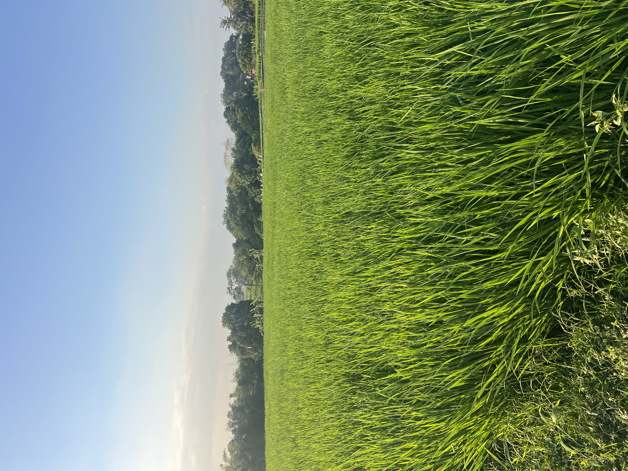 The image depicts a lush green rice paddy field under a clear blue sky with scattered white clouds. The field occupies the majority of the frame, with rows of vibrant green rice stalks stretching towards the horizon. In the background, a line of trees forms a dense, dark green border against the sky. Hints of human settlement, including structures and possibly power lines, are visible amongst the trees. The lighting suggests it is daytime, with the sun casting a bright glow, highlighting the texture and life within the rice field. The scene conveys a sense of rural tranquility. Based on the characteristic landscape of rice fields and lush vegetation, this scene is likely located in a rural area surrounding the city of Kediri, Indonesia, where agriculture, particularly rice cultivation, is a prominent feature of the local economy and environment.