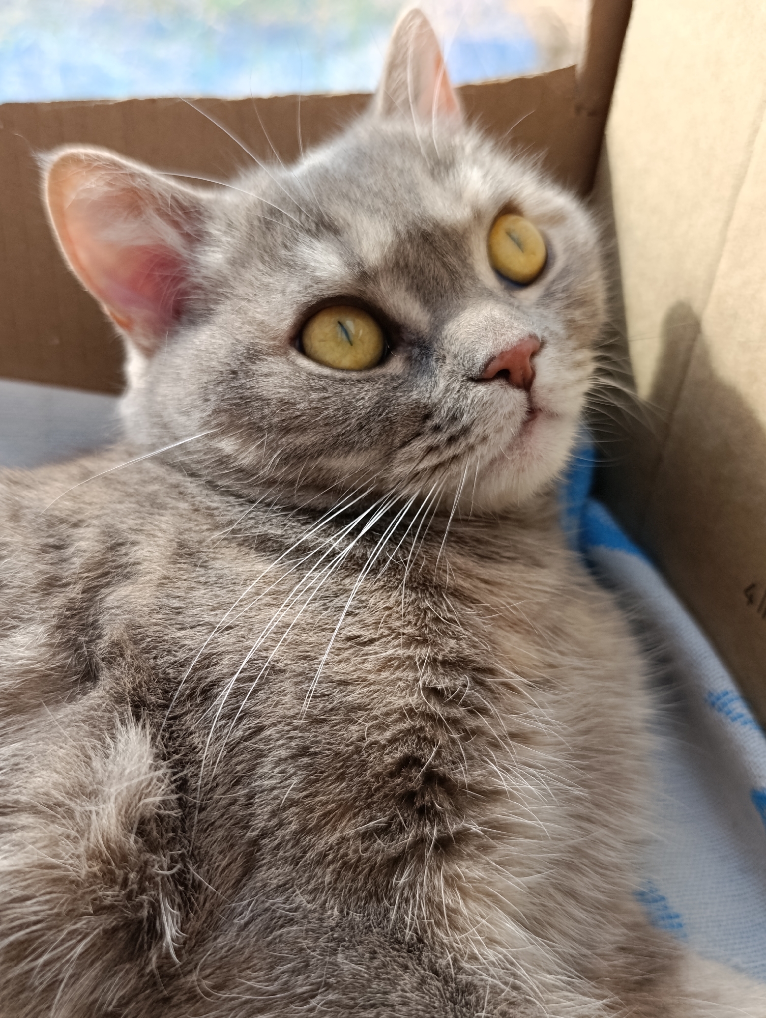 A close-up photograph shows a gray cat with yellow eyes lying inside a cardboard box. The cat is positioned on a blue and white patterned surface within the box. The cat's whiskers are white and prominent. The background beyond the box's edge is slightly out of focus, showing hints of daylight. There are no indications in the image that would provide location information to the city of Chaikovsky, Russia.