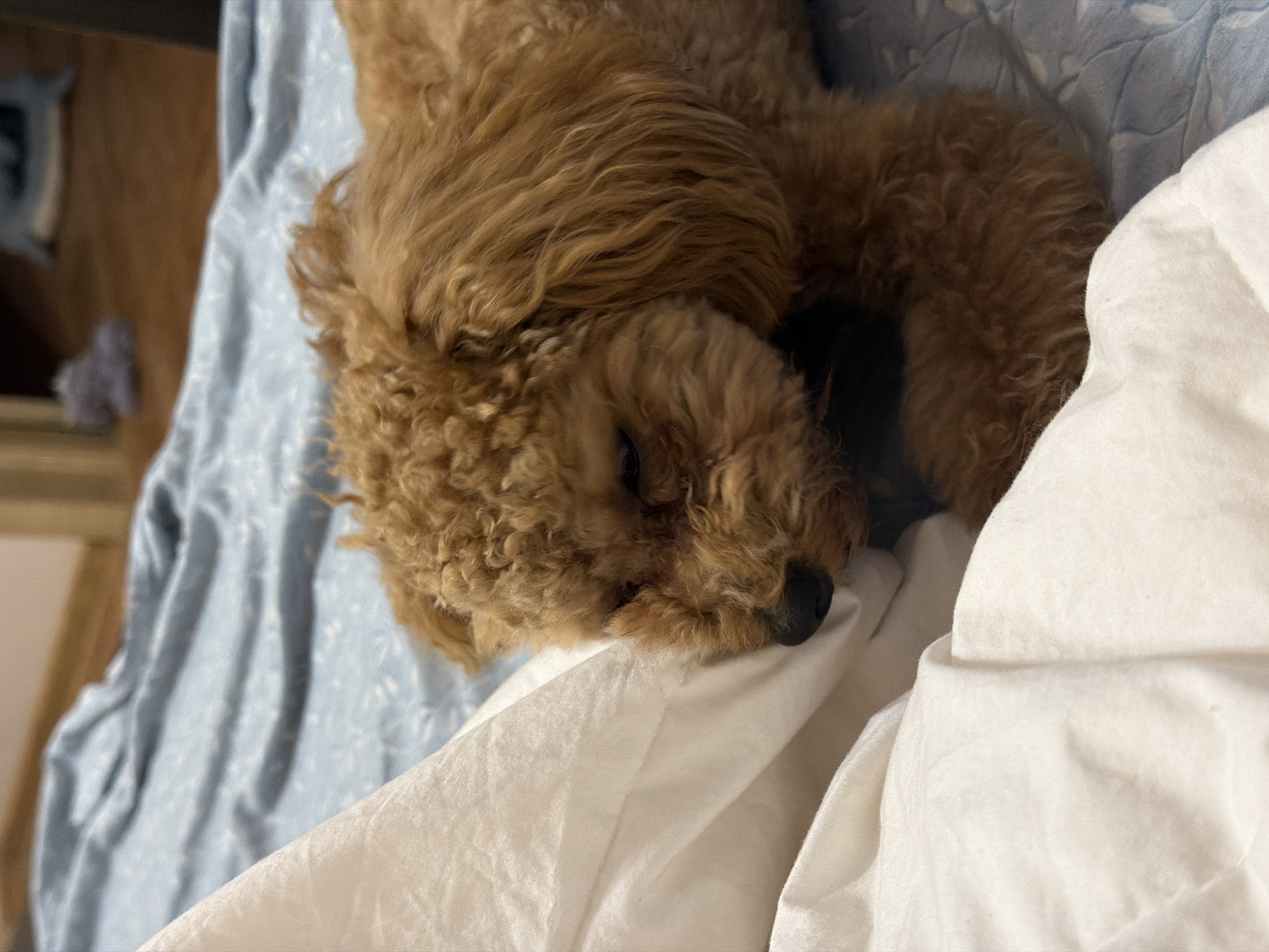 A toy poodle, its fur a rich caramel color, is lying on a bed with a blue patterned comforter. The dog is resting its head on a white pillow, its eyes closed in sleep. The background shows a wooden floor and a glimpse of a doorway, suggesting an indoor residential setting. The scene is peaceful and intimate, capturing a moment of rest for the animal. The lighting is soft, creating a warm and cozy atmosphere. There is no indication of the specific location within Kyiv, Ukraine.