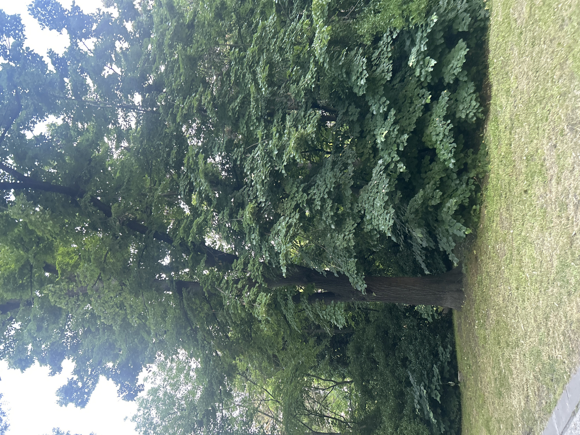 This image depicts an outdoor urban green space in the city of Unknown, Unknown, dominated by lush deciduous trees and ground-level vegetation. A large, mature tree with a thick, dark brown trunk stands prominently in the lower-central portion of the frame, its canopy extending upwards and outwards, heavily laden with green leaves. Behind this tree and along the left side, a dense arrangement of other trees forms a verdant backdrop, with lighter skies visible through gaps in their canopies. To the right of the central tree, a mass of dark green foliage from another tree or dense shrubbery fills the mid-ground. The ground consists of a patchy lawn, primarily green with areas of dry, brownish grass, particularly in the foreground. A gray concrete curb or sidewalk edge is visible along the very bottom left corner. The lighting is diffused, suggesting an overcast day. No individuals or man-made structures beyond the curb are discernible within the scene.
